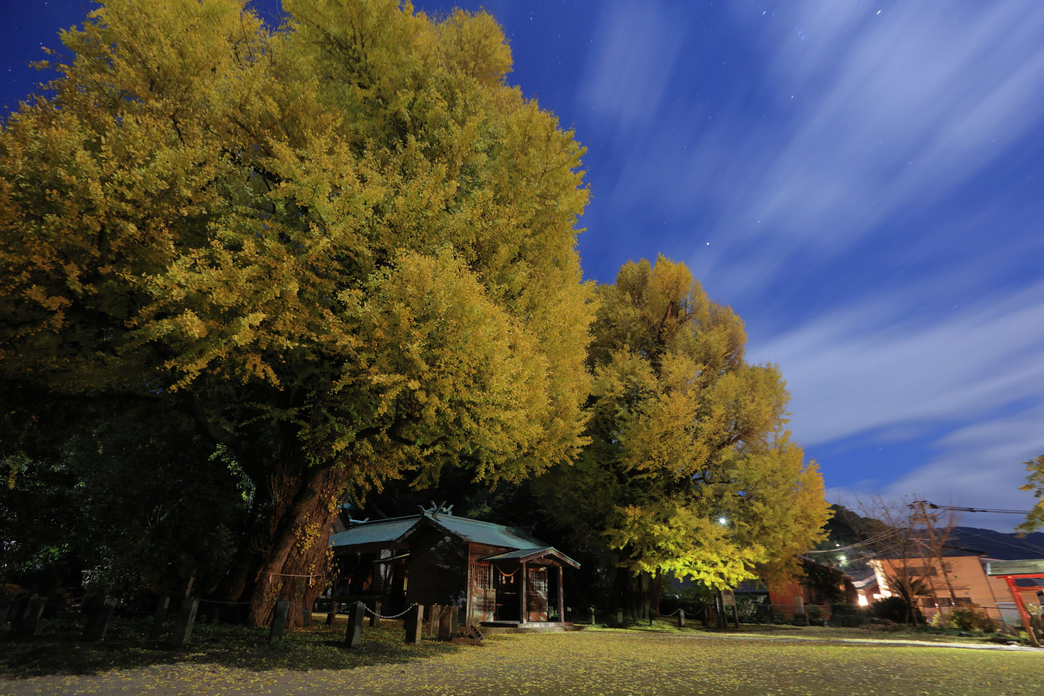 夜見る福山のイチョウ(12月14日 霧島市)