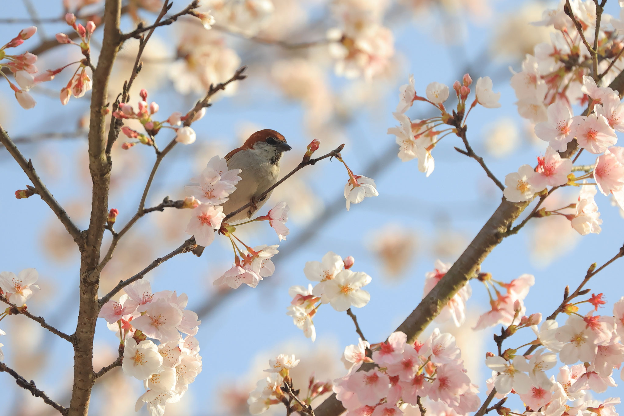 桜に誘われたニュウナイスズメ②(3月30日 湧水町)