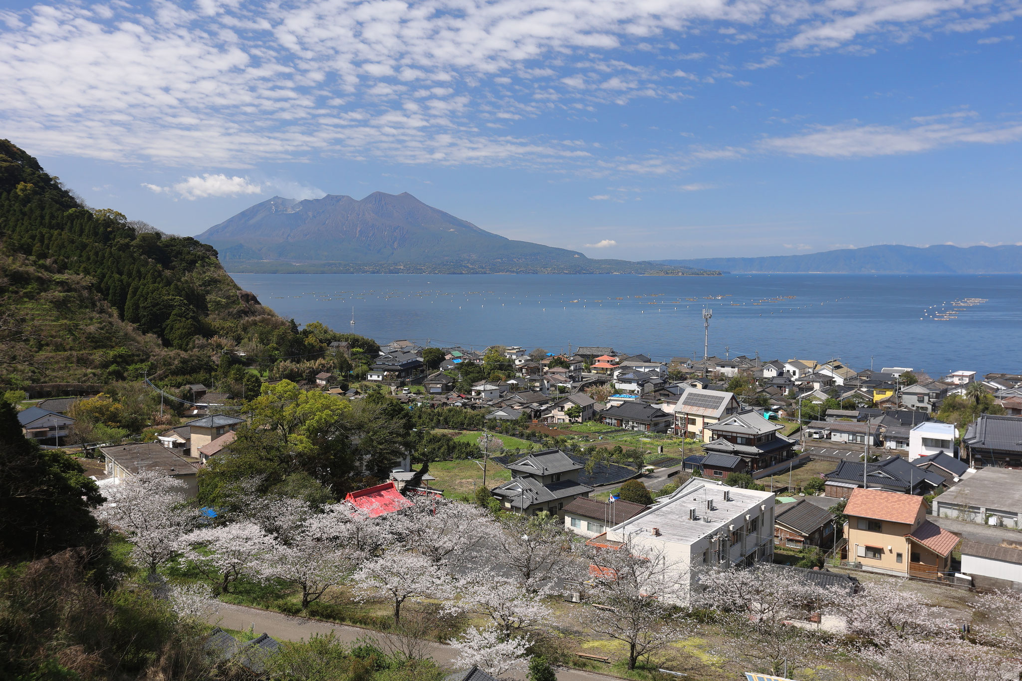 桜島風景に桜添えた春景色(3月27日 垂水市)