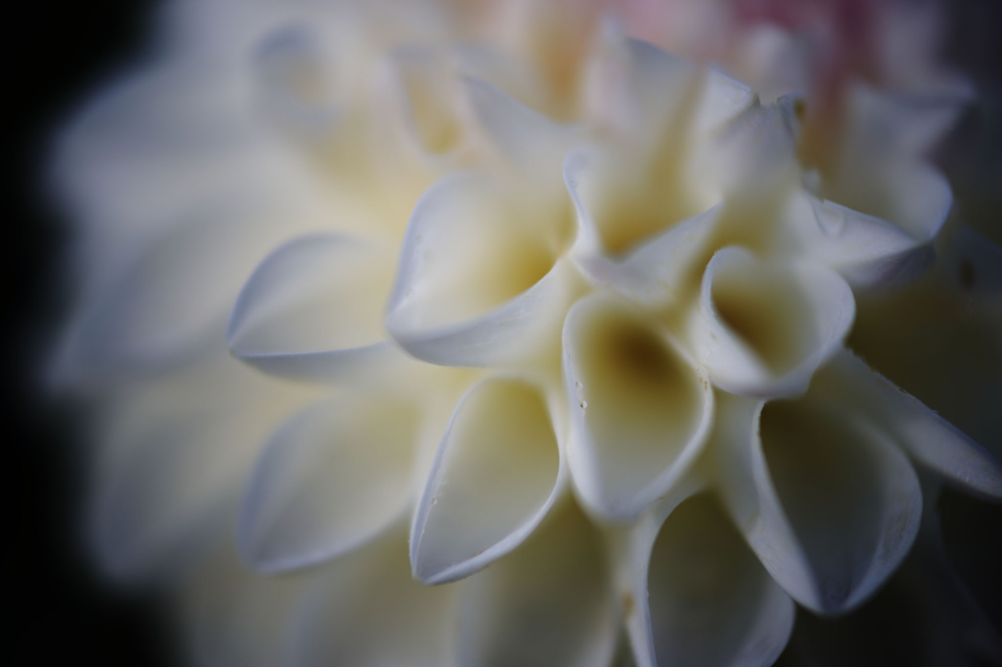 独特の花びらに魅せられます。(6/9 鹿屋市 ダマスクの風)