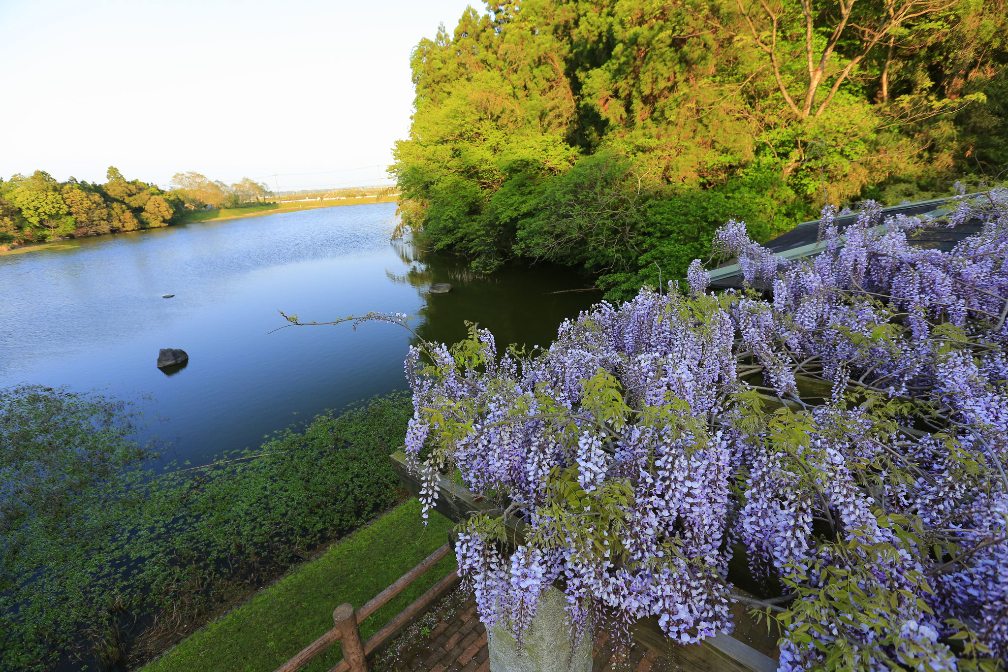 下小原池公園にひっそりと咲き誇る藤の花（鹿屋市串良町）