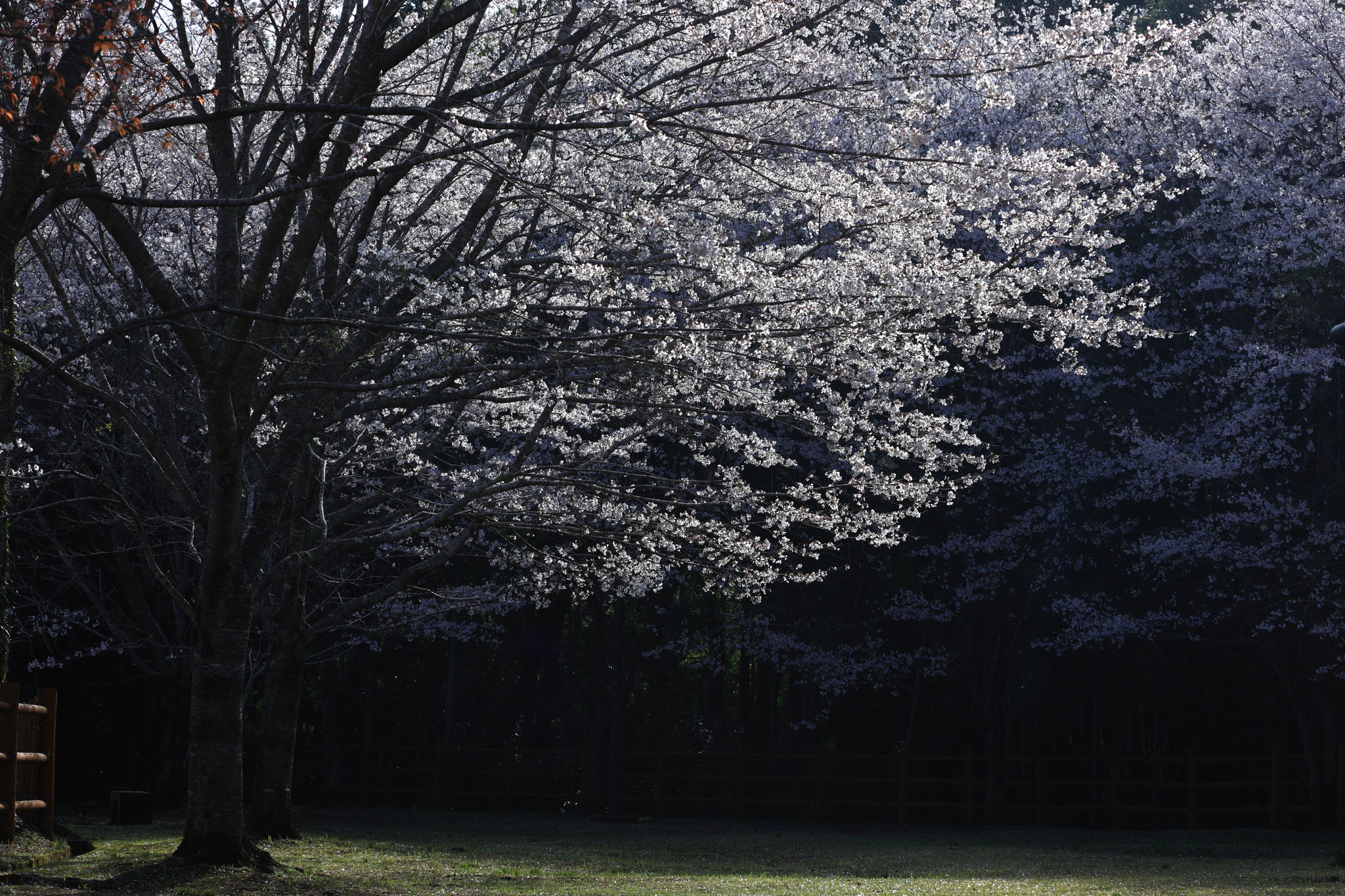 朝の光が桜にコントラストを作る(3月29日 湧水町)