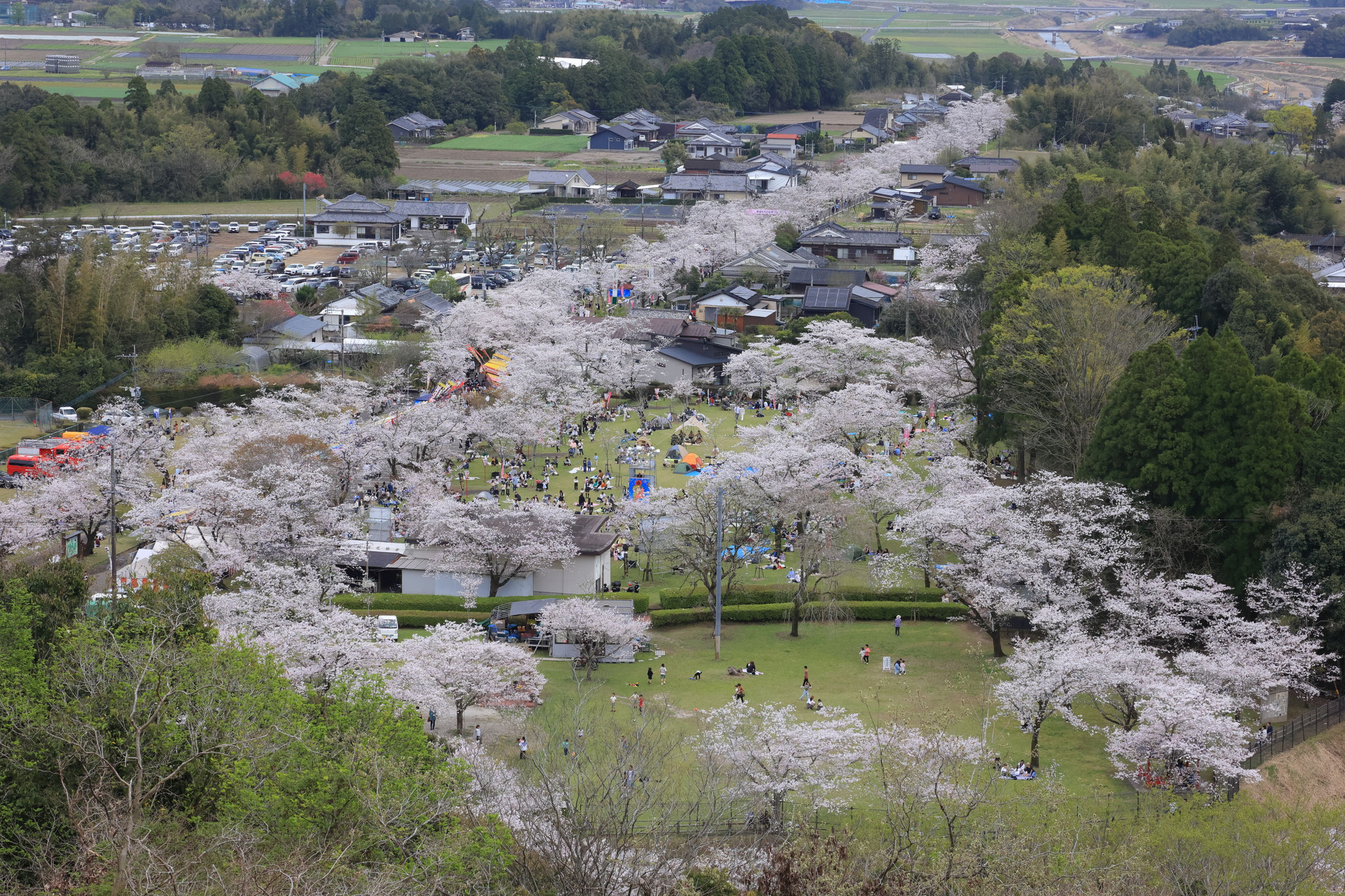 俯瞰して見る桜並木(3月30日 都城市)