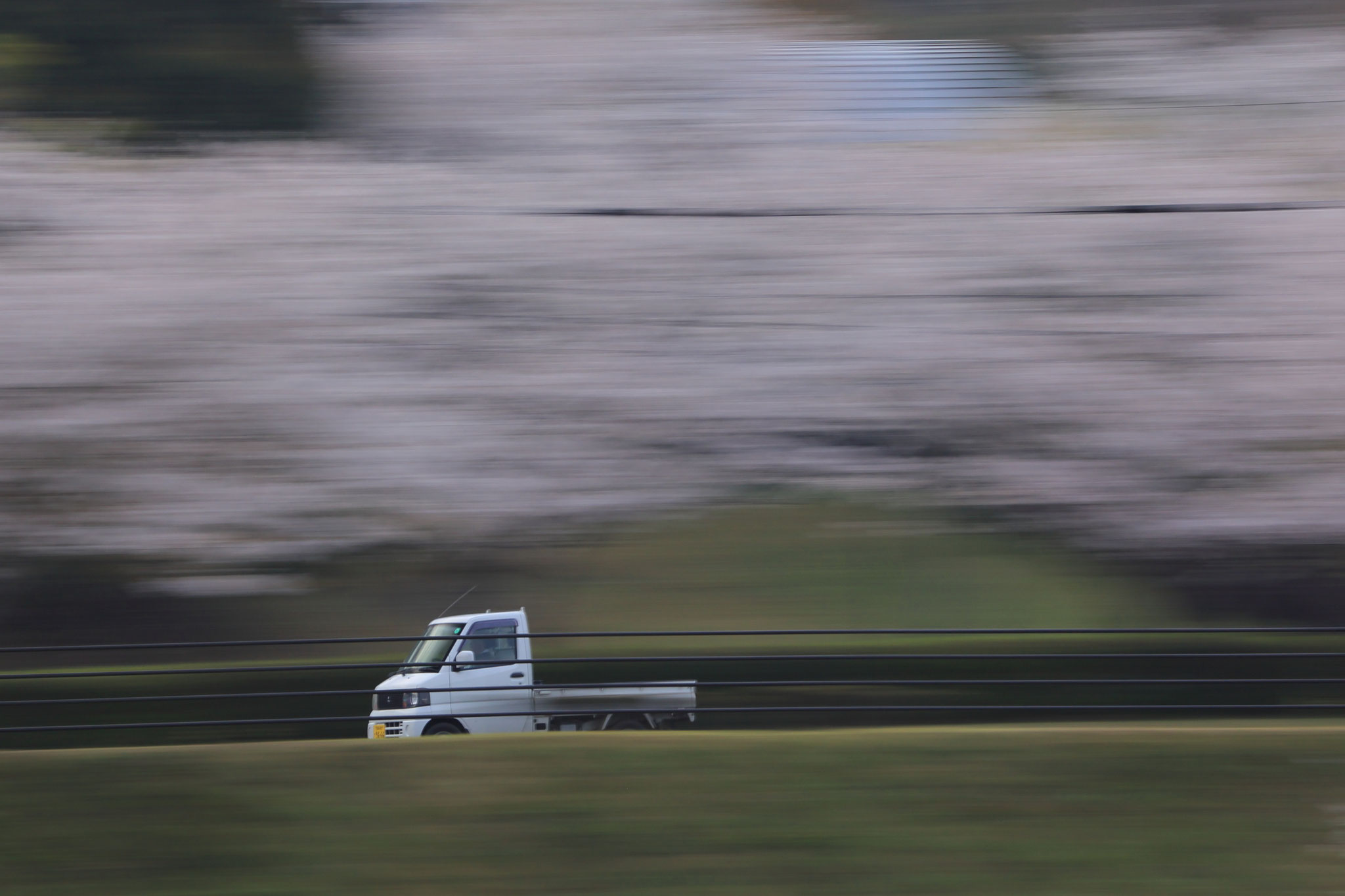 桜並木を走る車を流し撮り(4月5日 都城市)