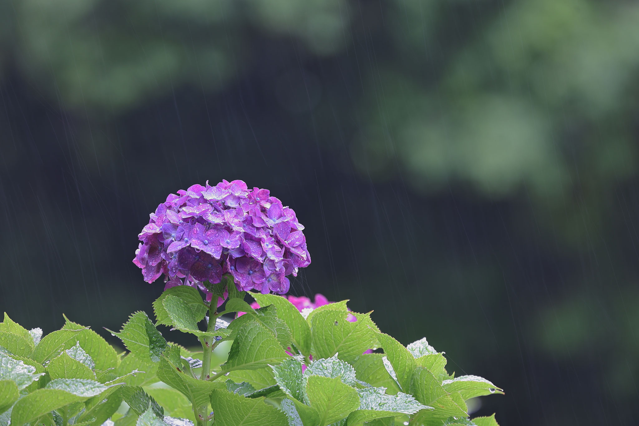 雨似合う紫陽花(6月11日 輝北町)