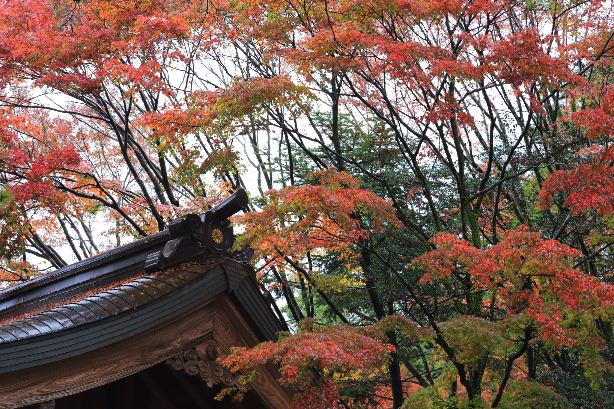霧島神宮の紅葉美