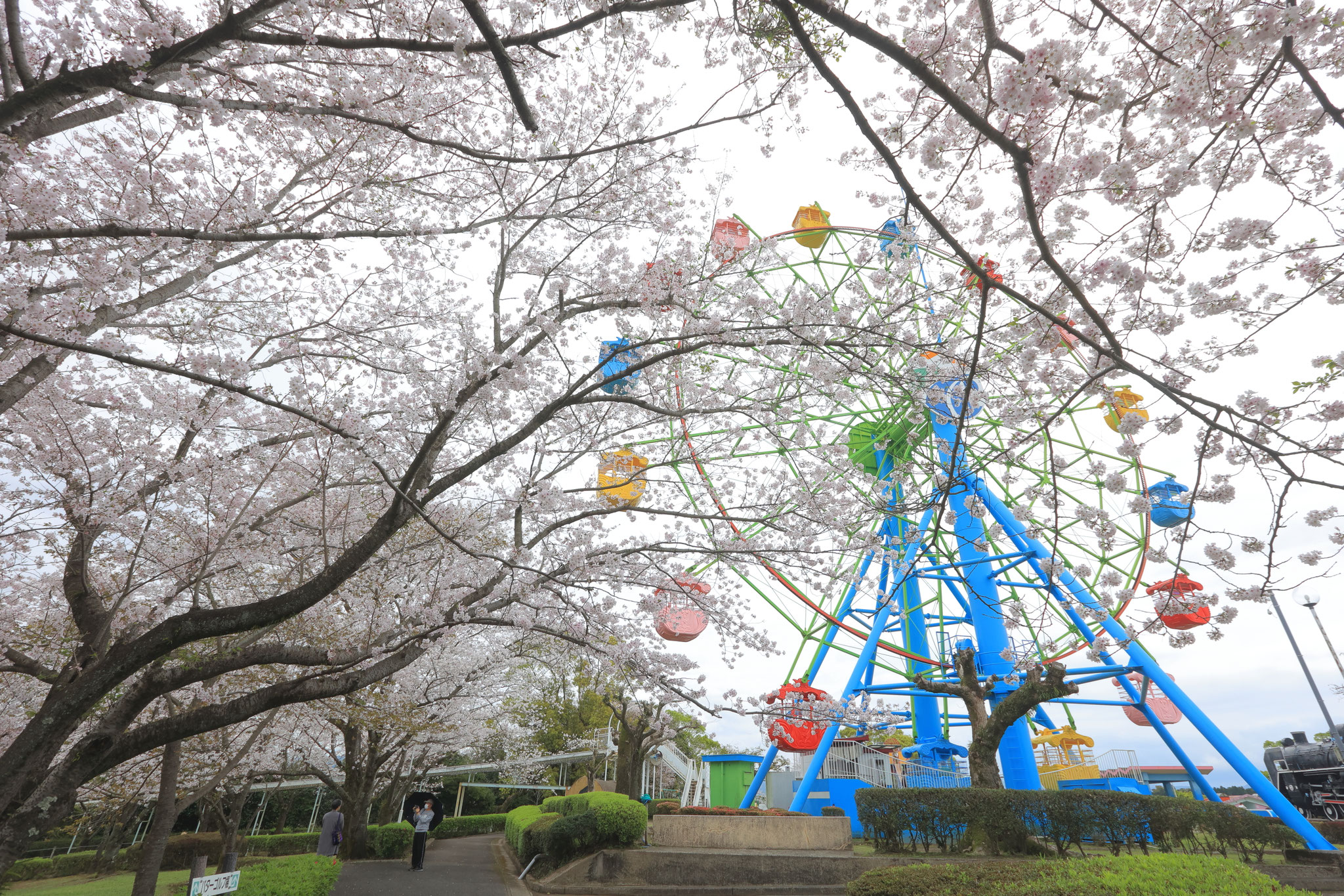 城山公園、満開の桜と観覧車(3月25日 霧島市)