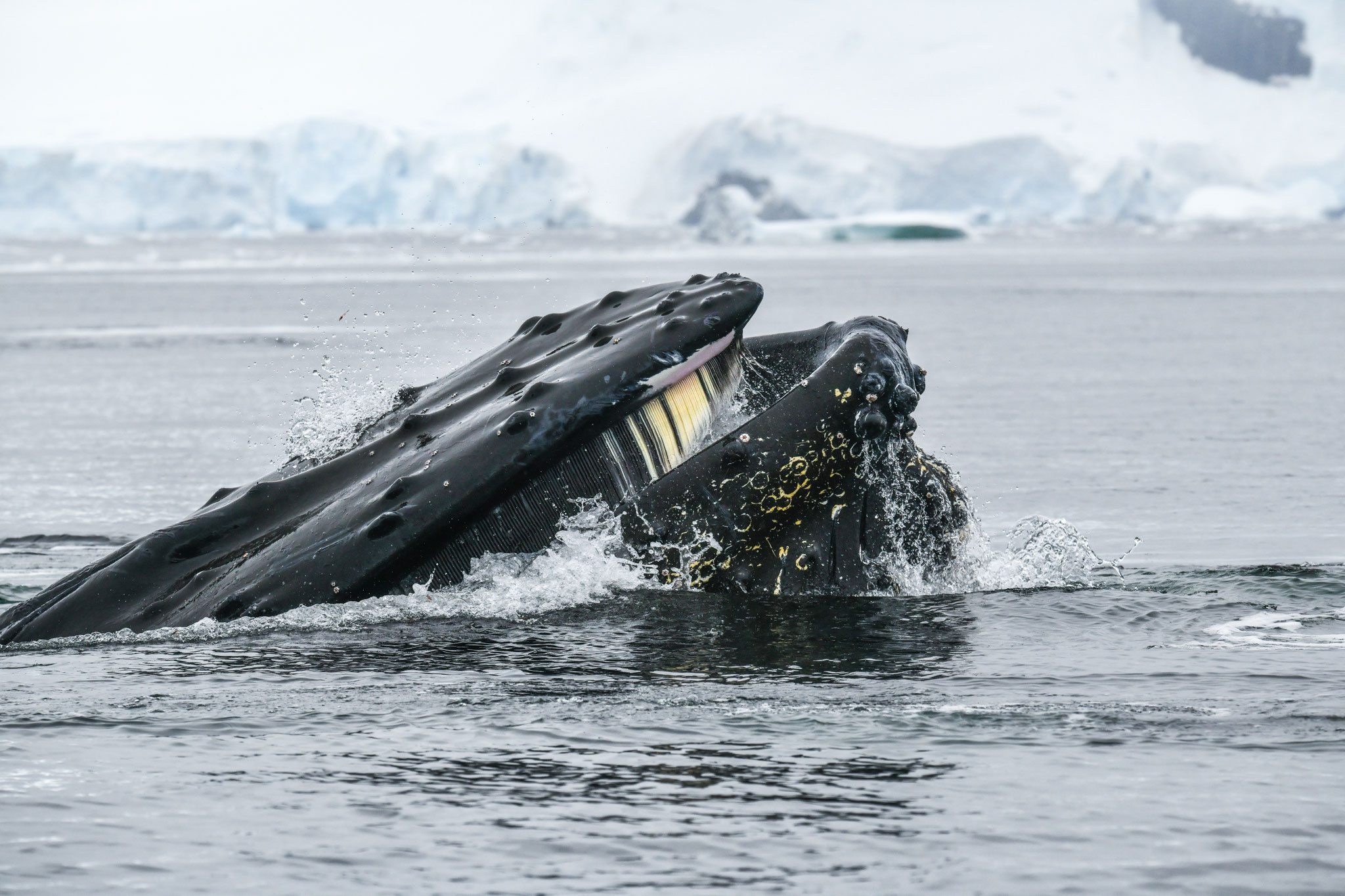 ザトウクジラ HUMPBACK WHALES