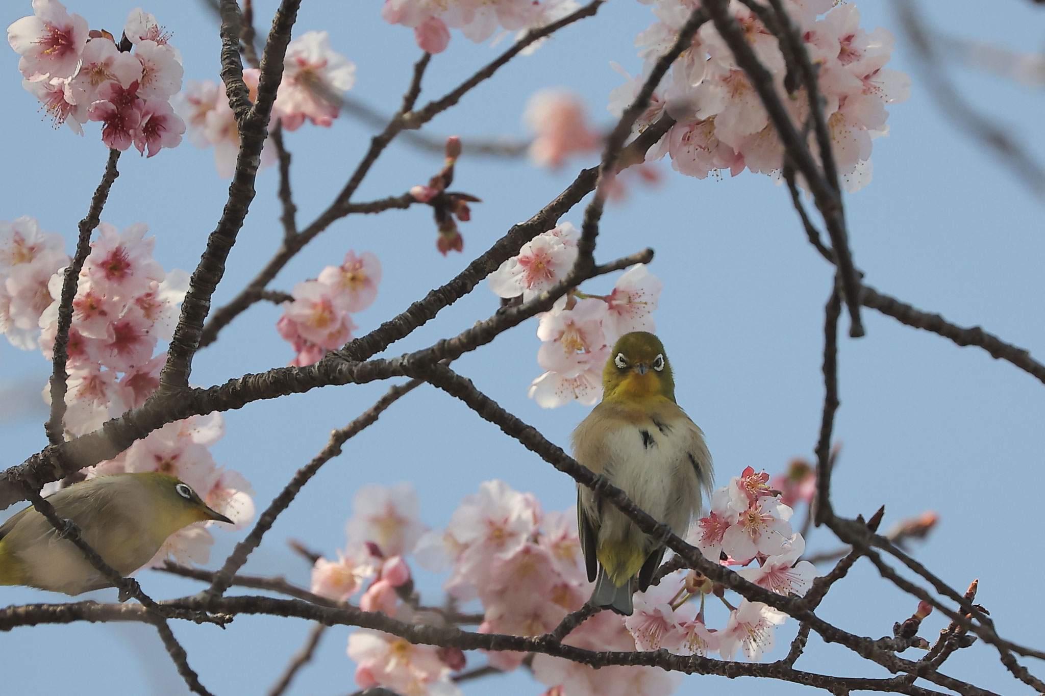 何だか怒り顔？(2/7 鹿屋市)