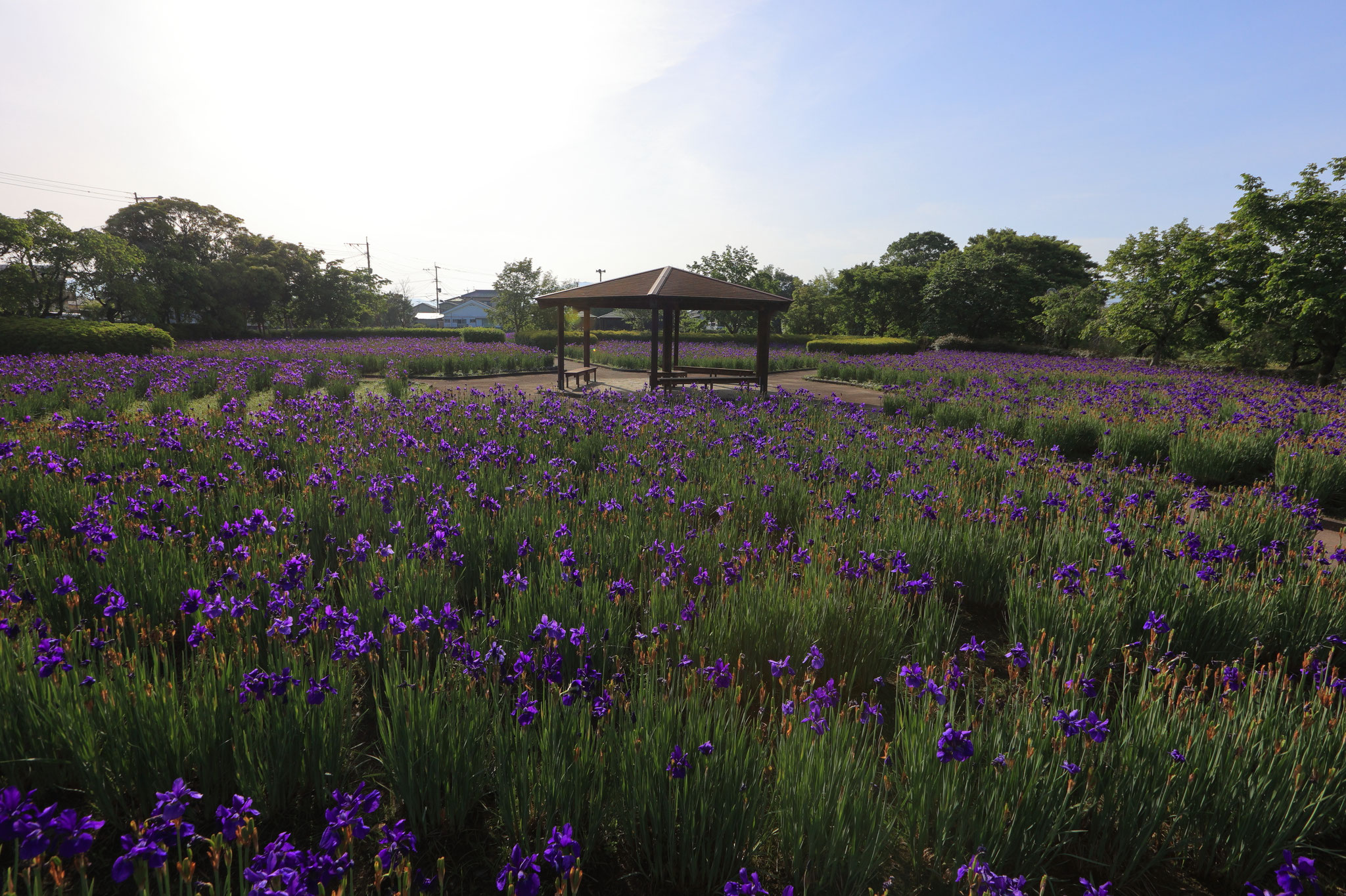 早水公園ではあやめが見頃に(5月5日 都城市)