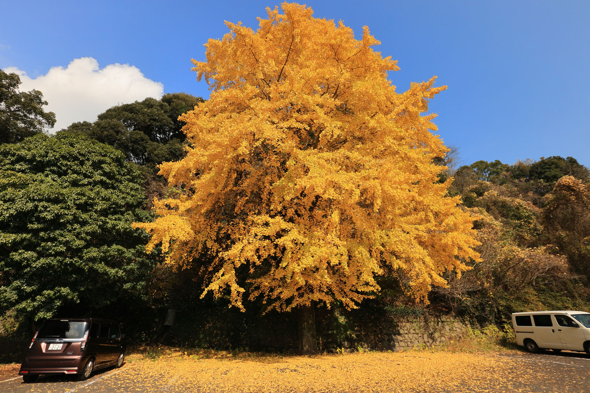 城山公園駐車場の見事なイチョウ(12月21日 鹿屋市)