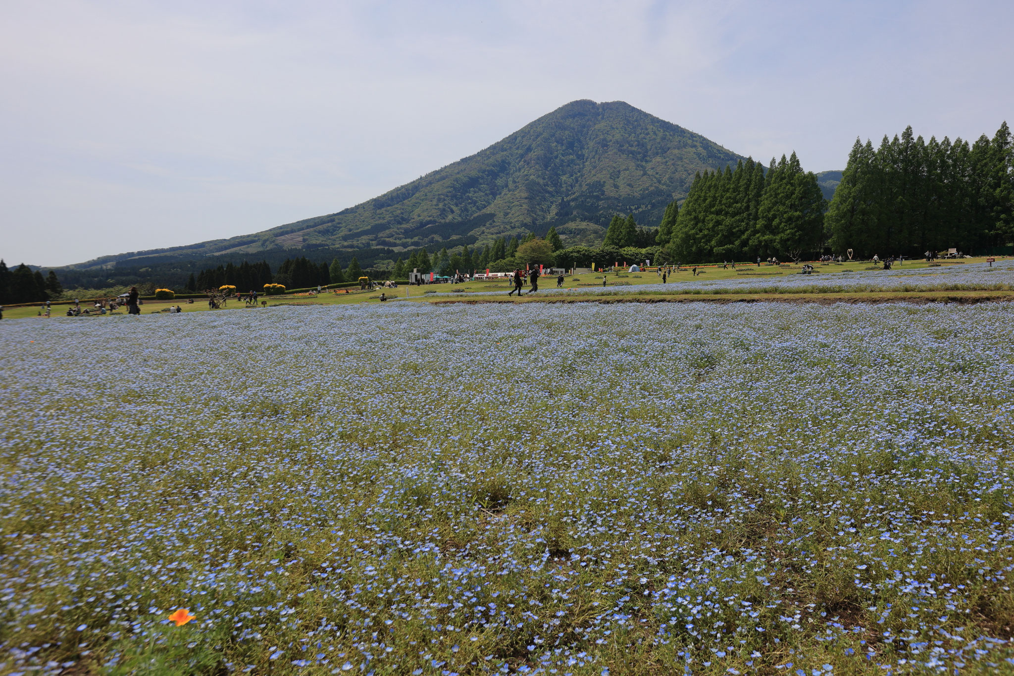 広大に咲くネモフィラの生駒高原(5月3日　宮崎県小林市)