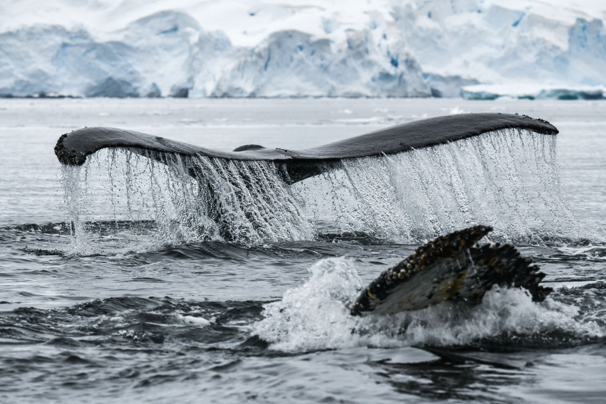 ザトウクジラ HUMPBACK WHALES