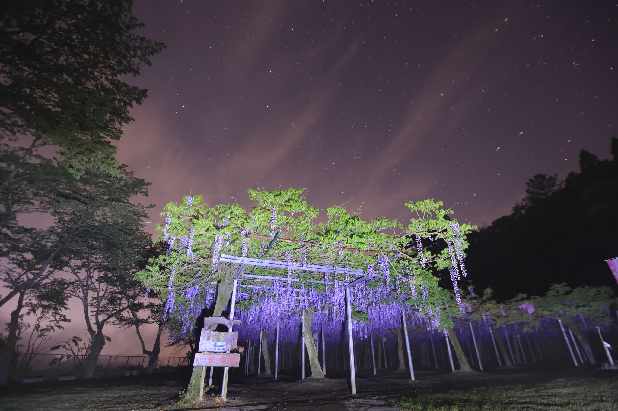 夜空と合わせる藤の花(4月22日 霧島市)