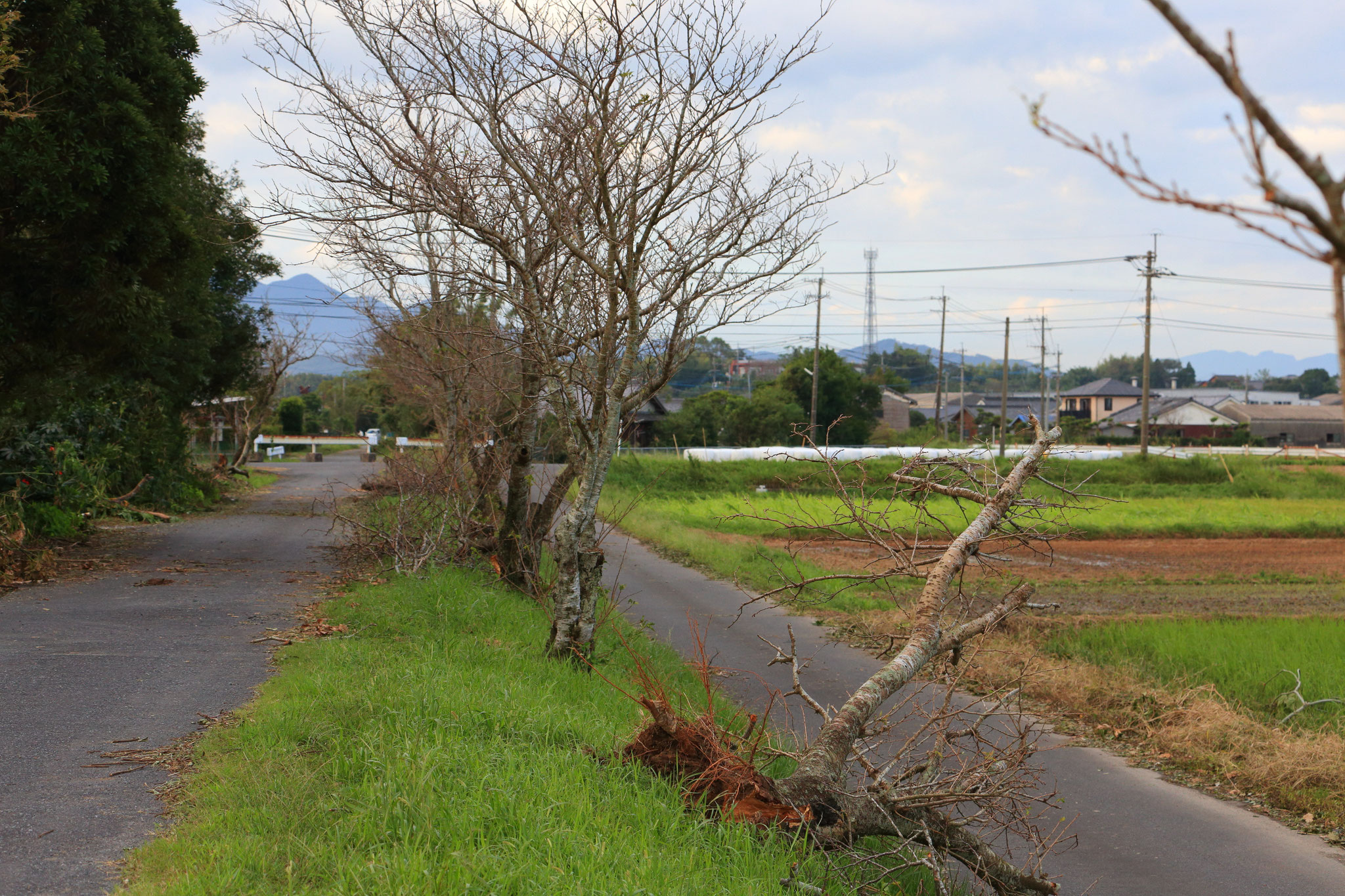 桜の木が根元から倒されていた（肝付町旧鉄道線路沿）