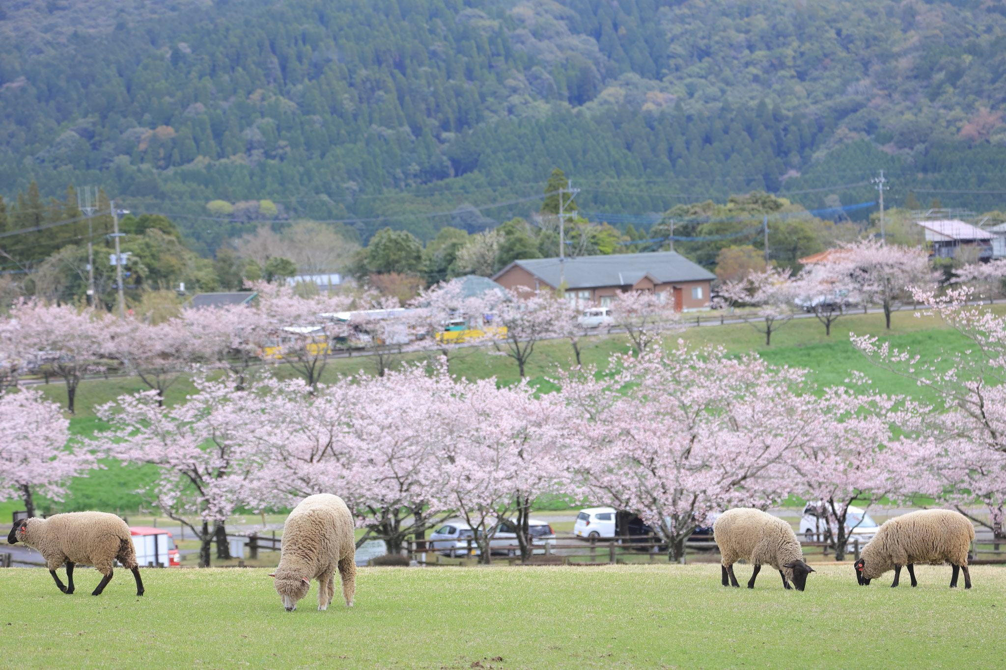 牧場、桜と羊のコラボ(3月25日 都城市)