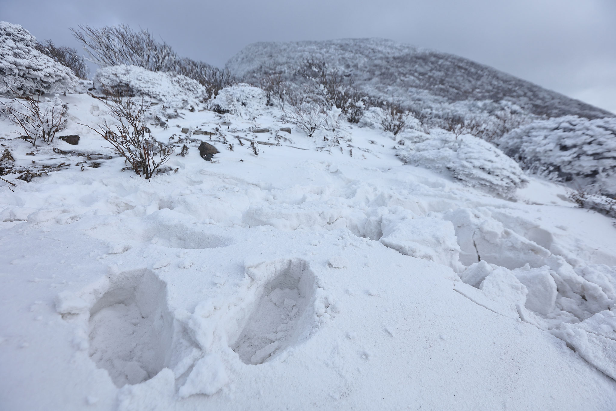 深い雪 (1/10 韓国岳登山道)