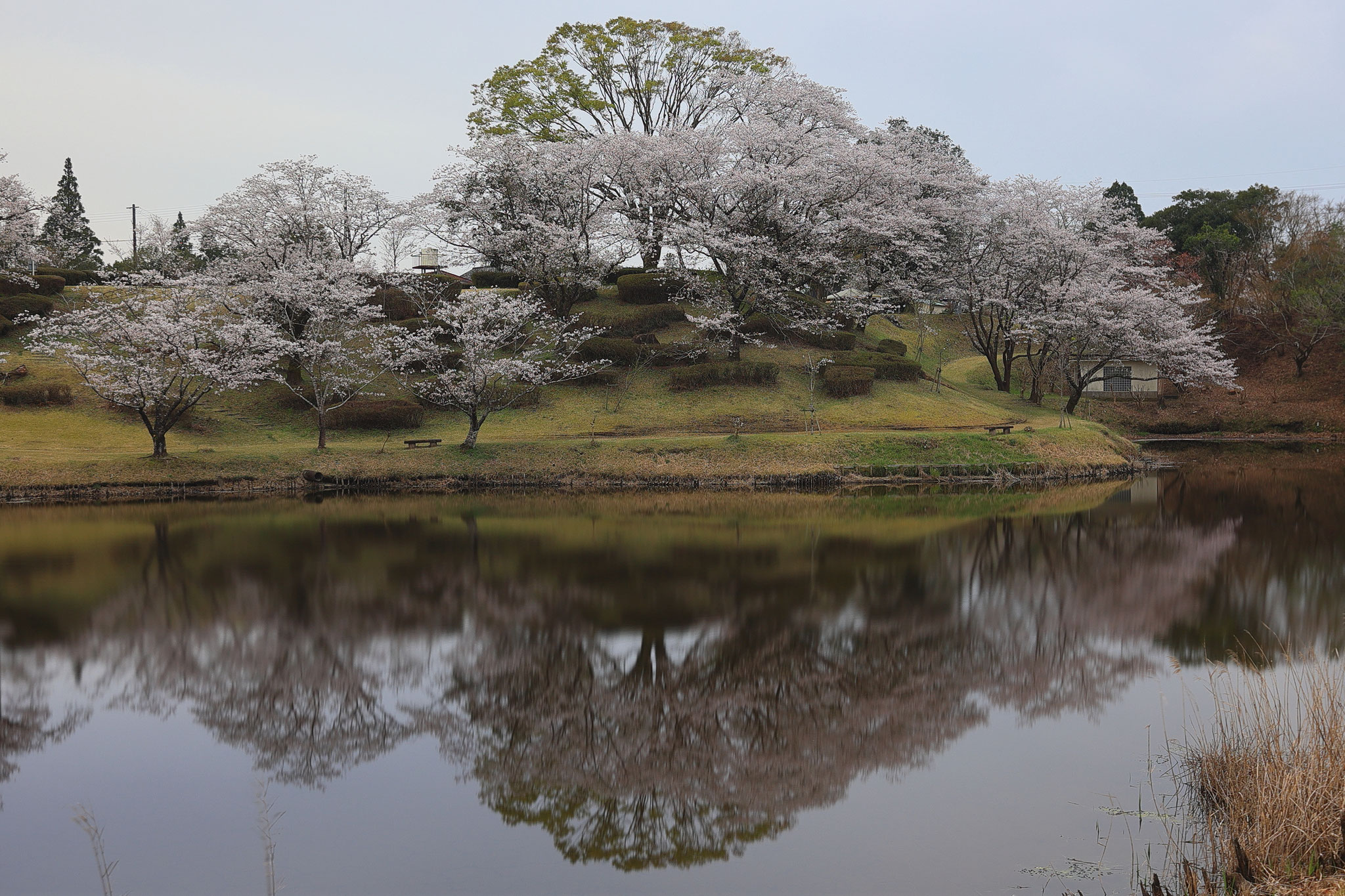 桜、水面と共に眺める(4月5日 都城市)