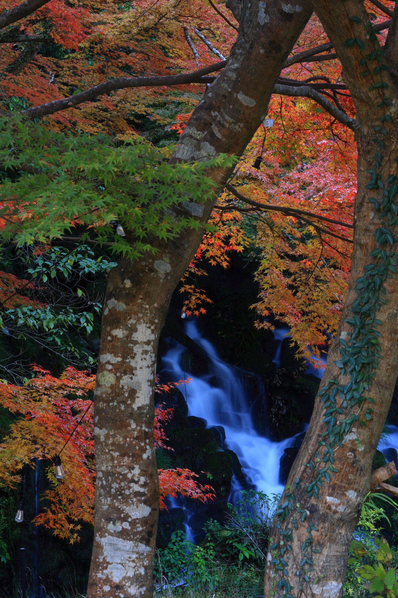 紅葉を見ながらの滝の味わい(11月29日霧島市)