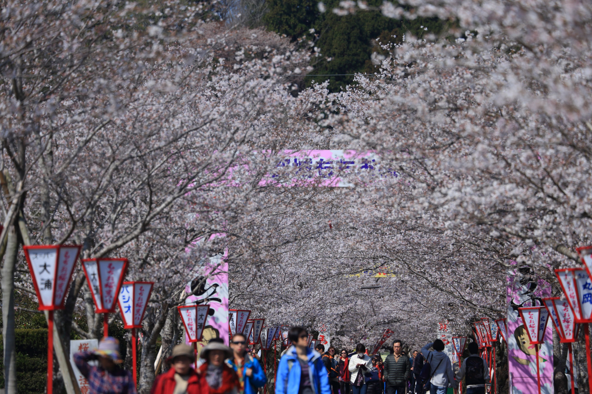 母智丘公園桜並木の賑わい(3/24 宮崎県都城市 母智丘公園)