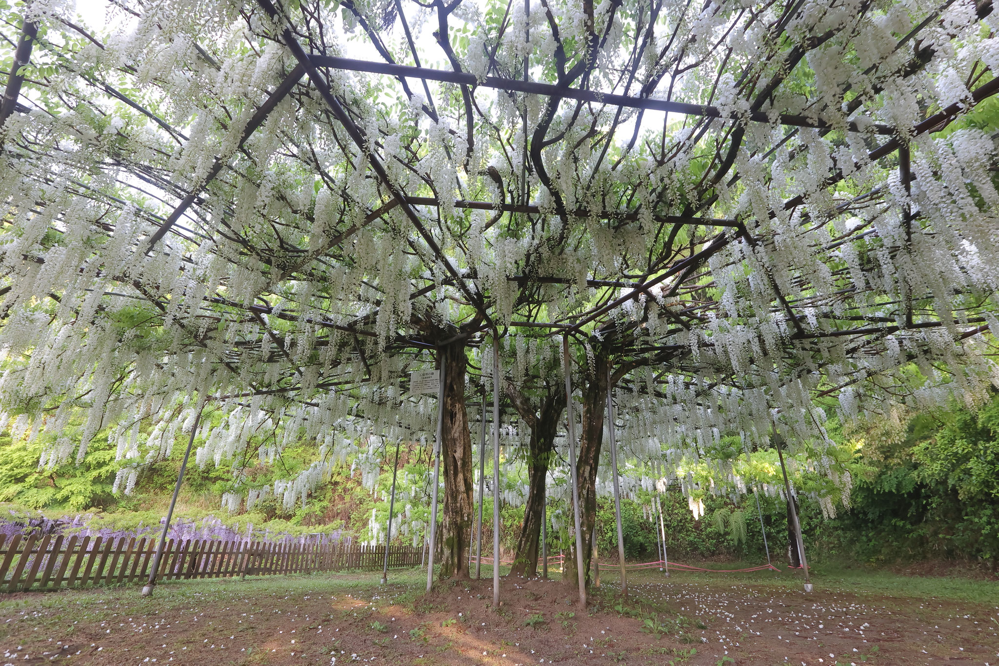 魅せる白い藤の花(4月22日 霧島市)