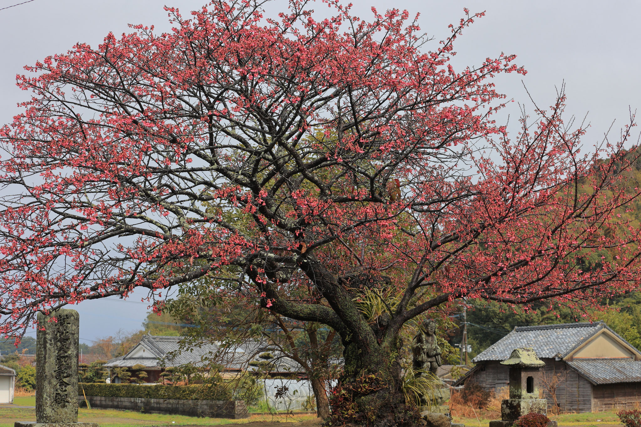 早咲きの桜が密かに目を引く(2月16日 肝付町)