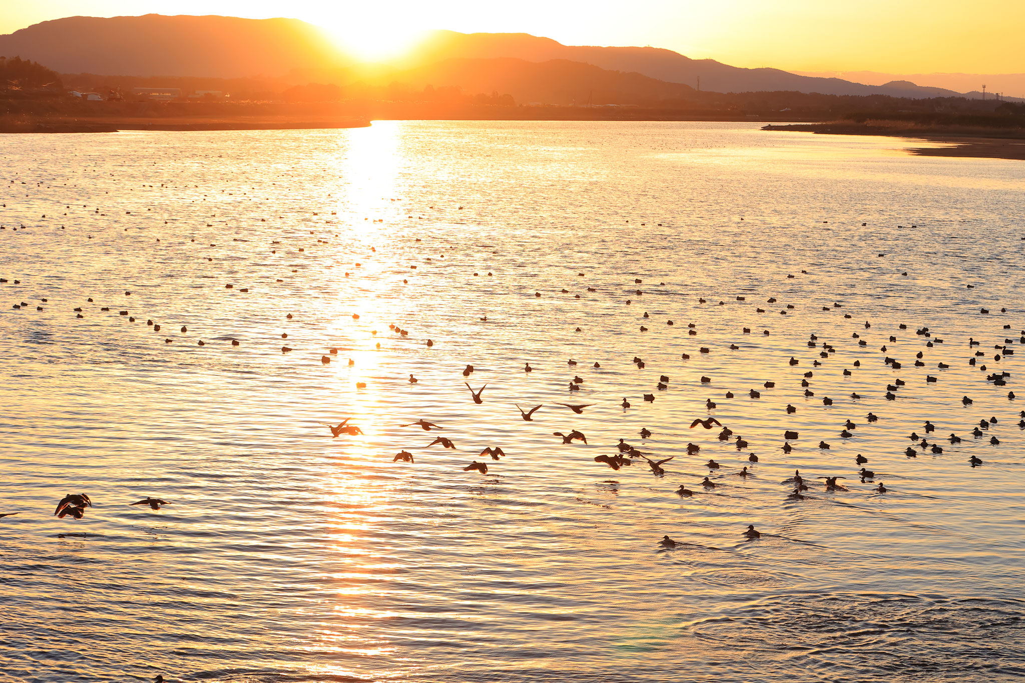 肝属川河口は多くの水鳥が集まる(1月25日 東串良町)