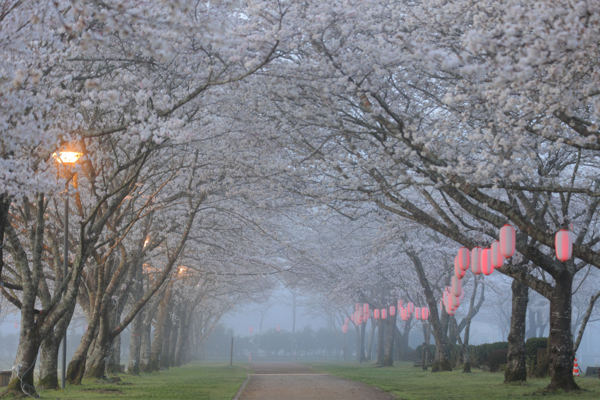朝霧で幻想的な忠元公園(3月30日 伊佐市)