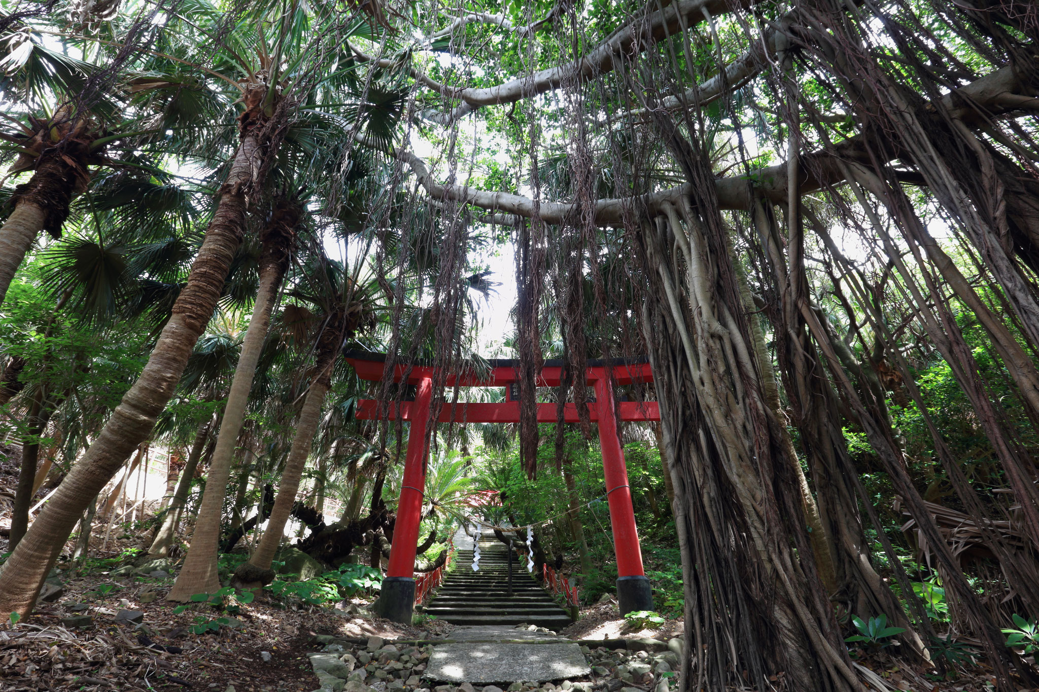 ジャングルの中の鳥居(5/5 肝属郡南大隅町 佐多岬 御崎神社)