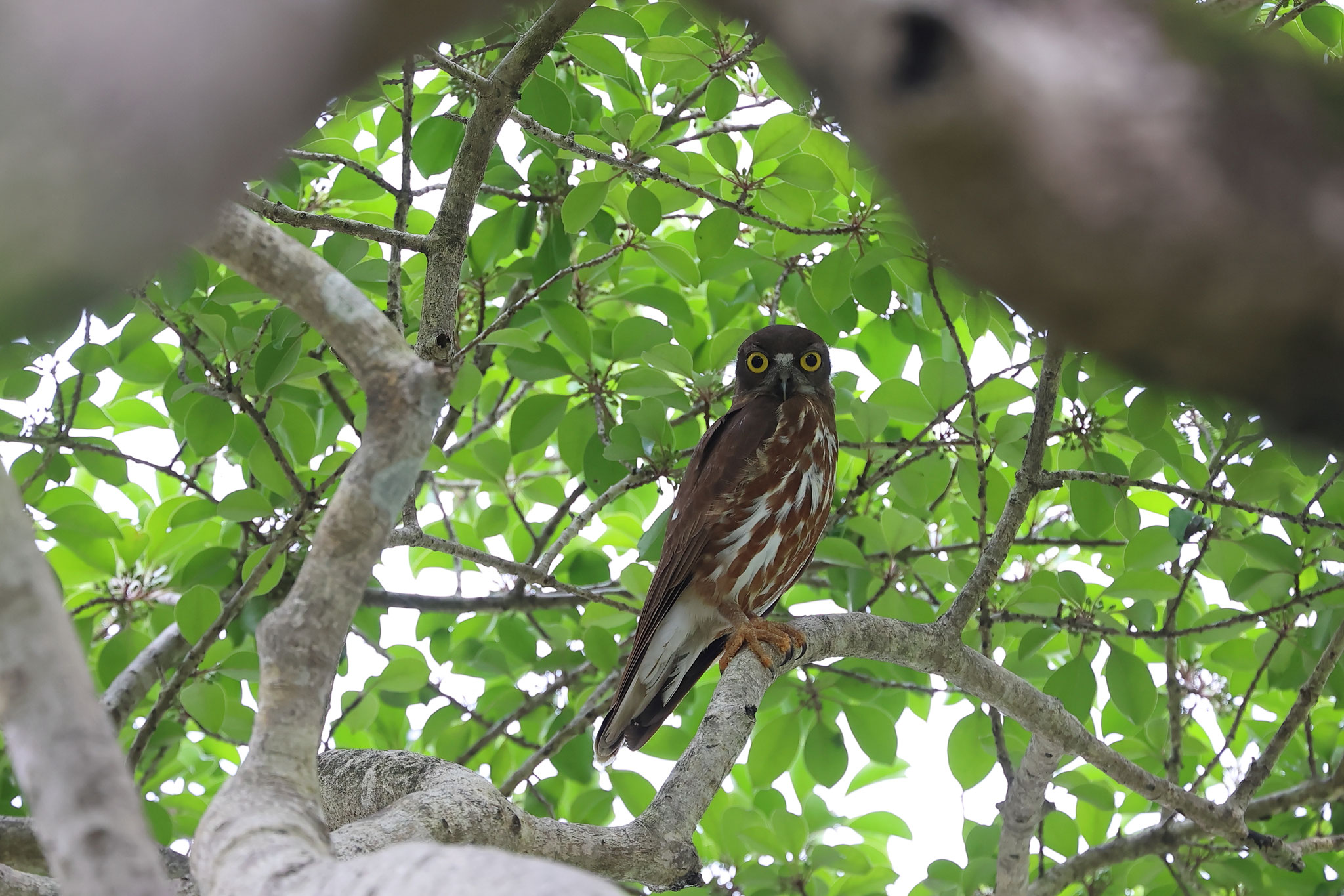 今年もアオバズクに会えました。(6月18日 鹿屋市)