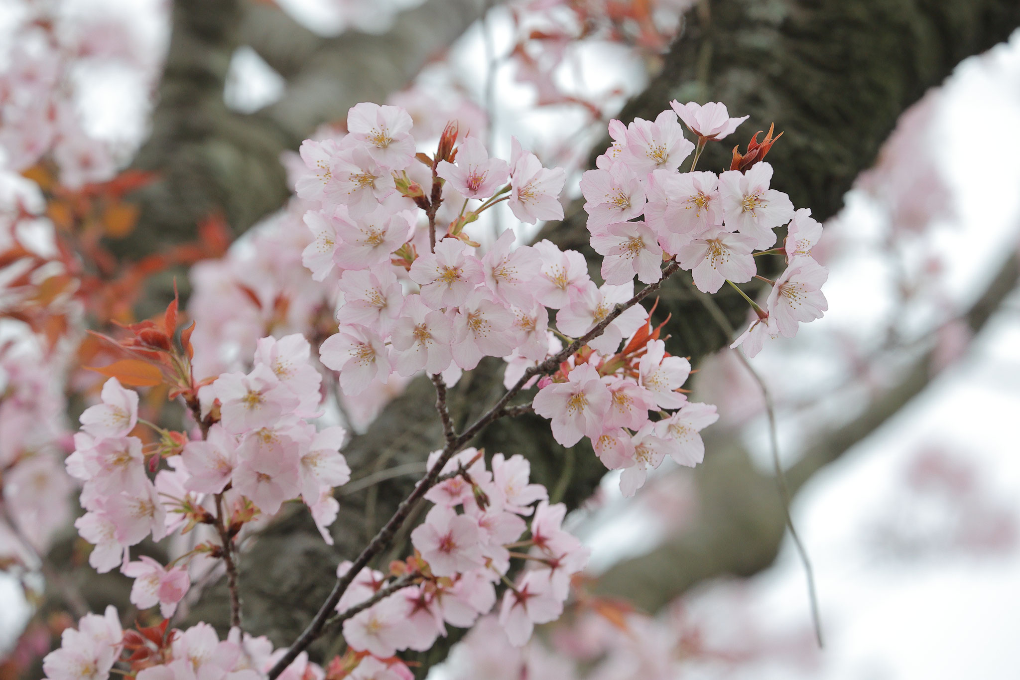 ほのかなピンク色が綺麗な山桜(3/20 輝北町)