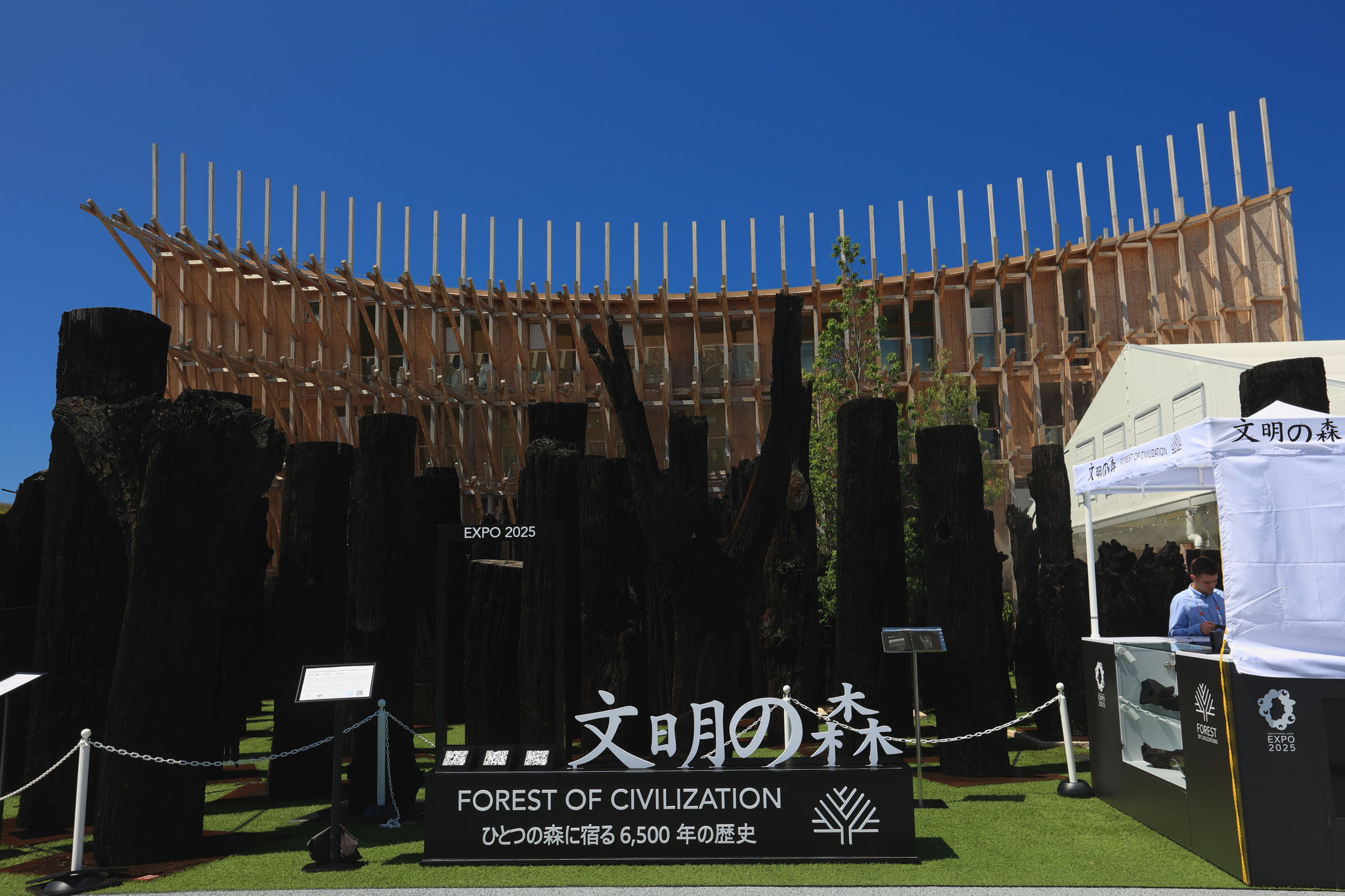 6500年前に倒れた木々オーク亜化石立ち並ぶ(7月15日 夢洲)