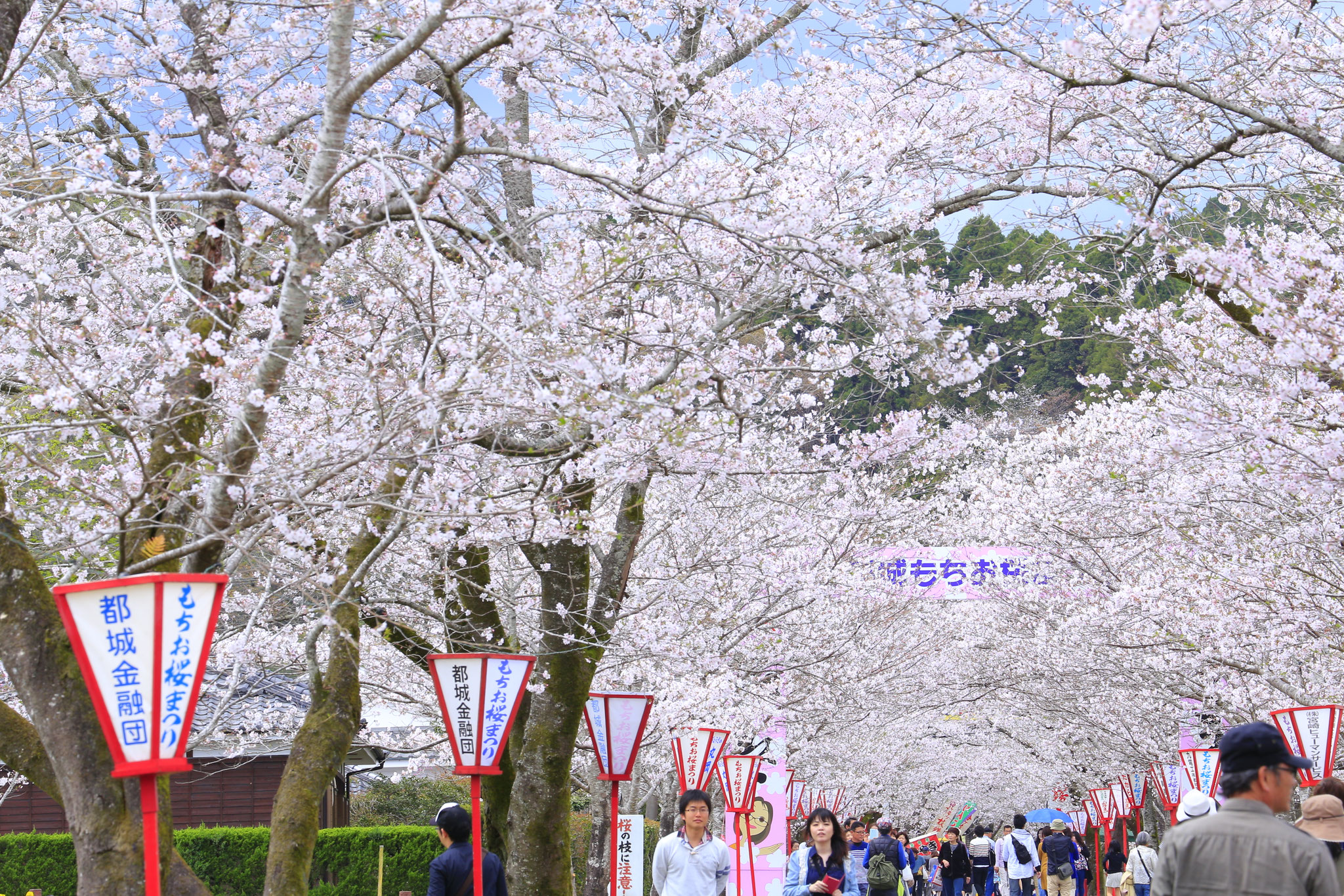 遥かに続く桜のトンネル（4/3都城市母智丘公園）
