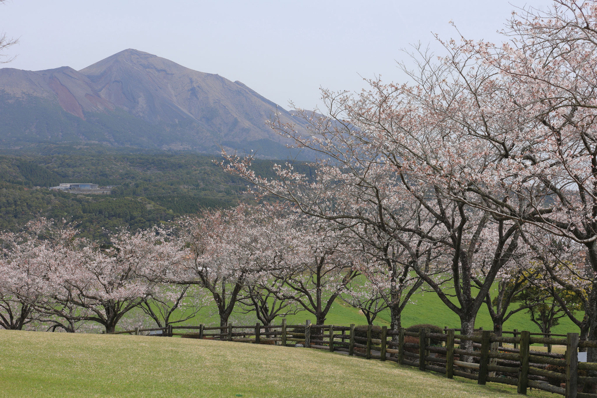 高千穂牧場の桜と高千穂峰(3月30日 都城市)