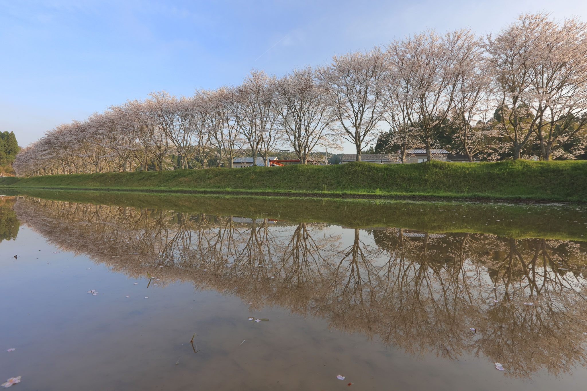 水田に映る桜並木(3月30日 湧水町)