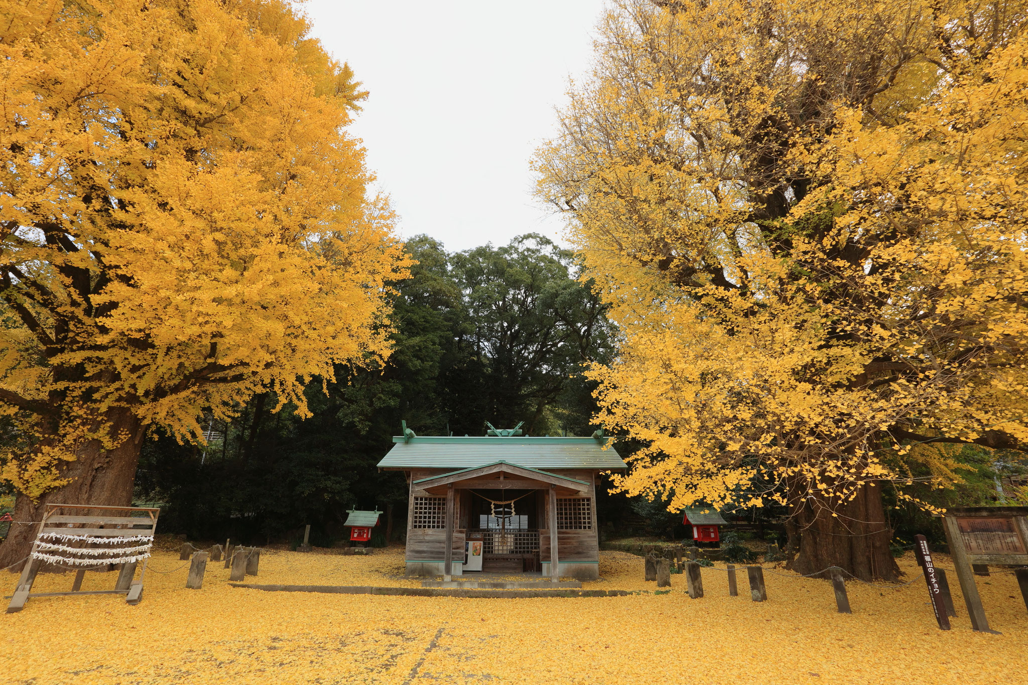 黄色の世界へと誘う福山の夫婦イチョウ(12月13日 霧島市)