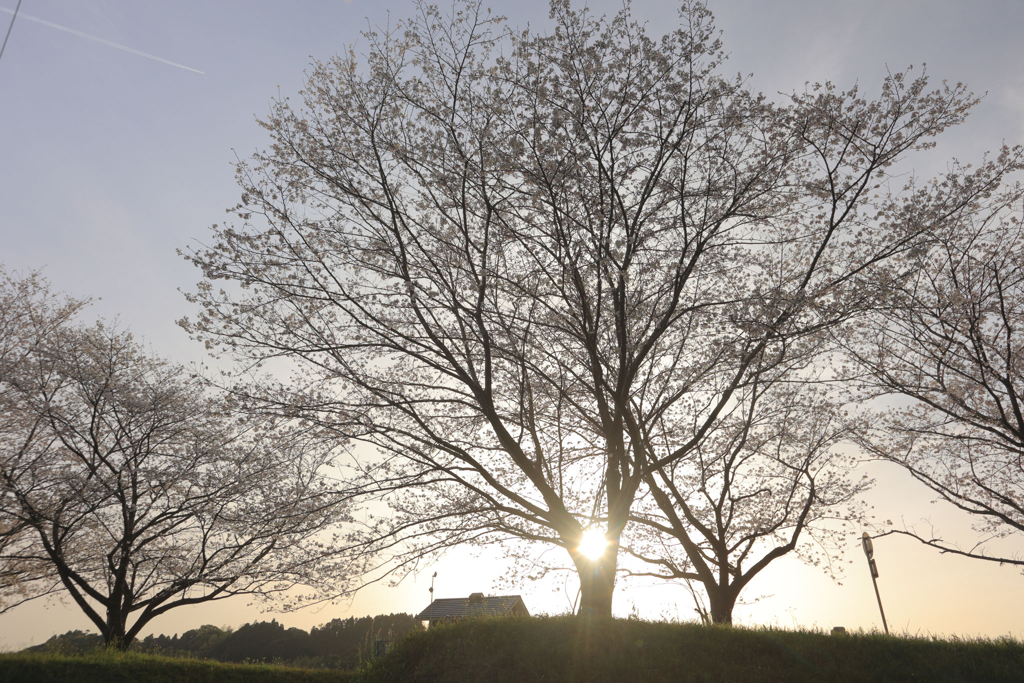 桜、夕日背にして(3月29日 肝付町)