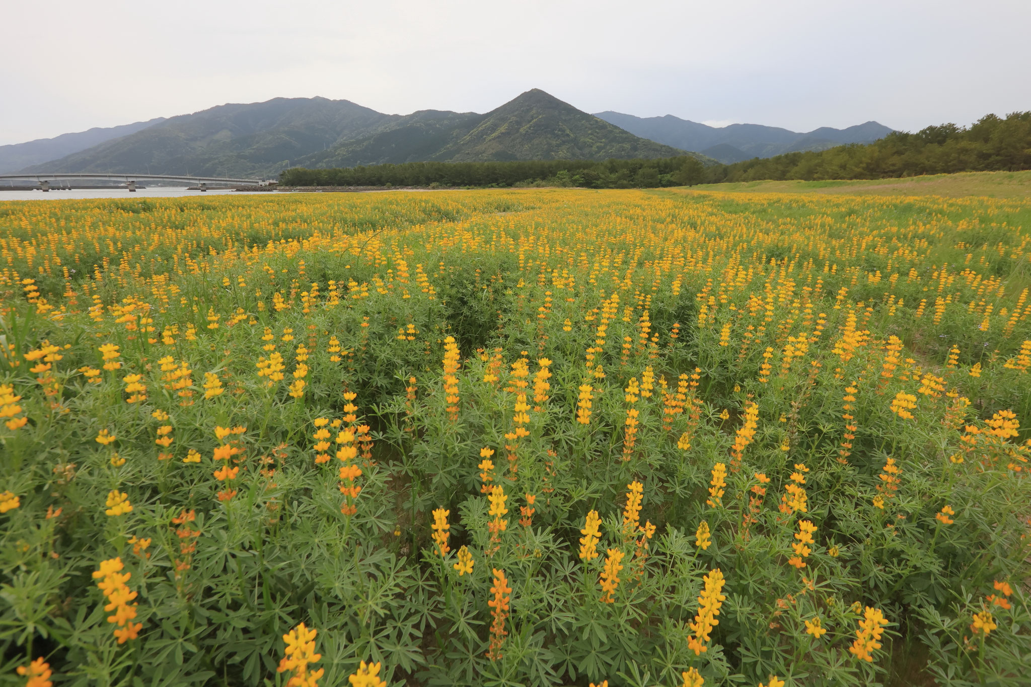 柏原海岸に広がるルーピン畑(4月12日 東串良町)
