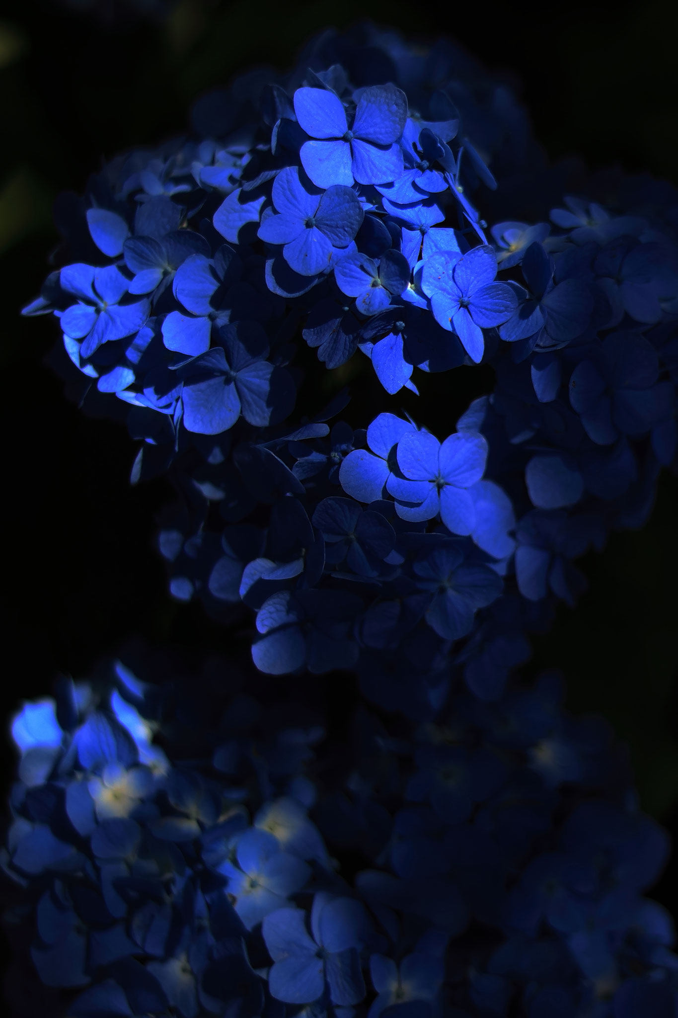木漏れ日の紫陽花(6月3日 鹿屋市)