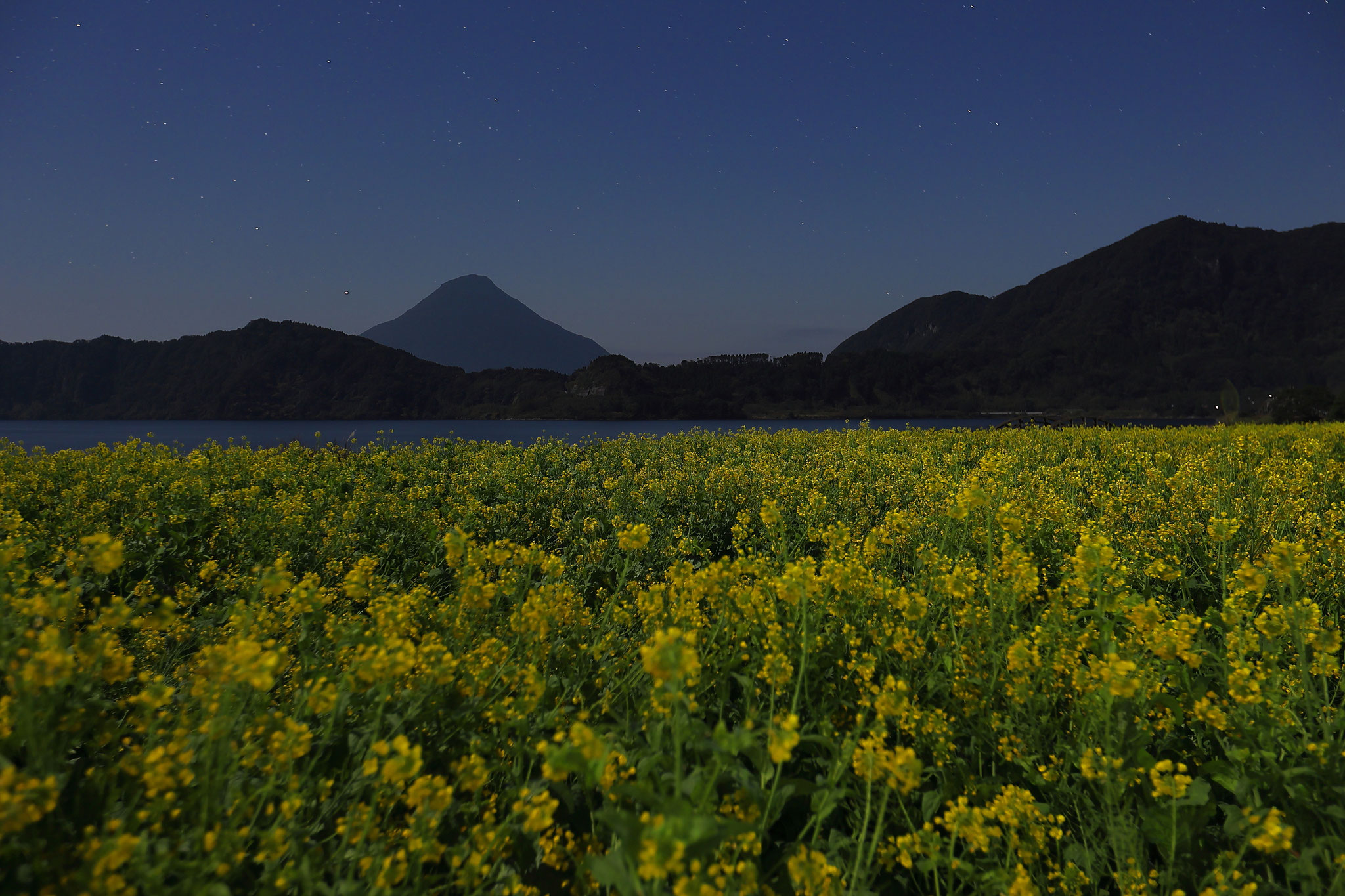満開の菜の花と開聞岳 (1/3 指宿市)