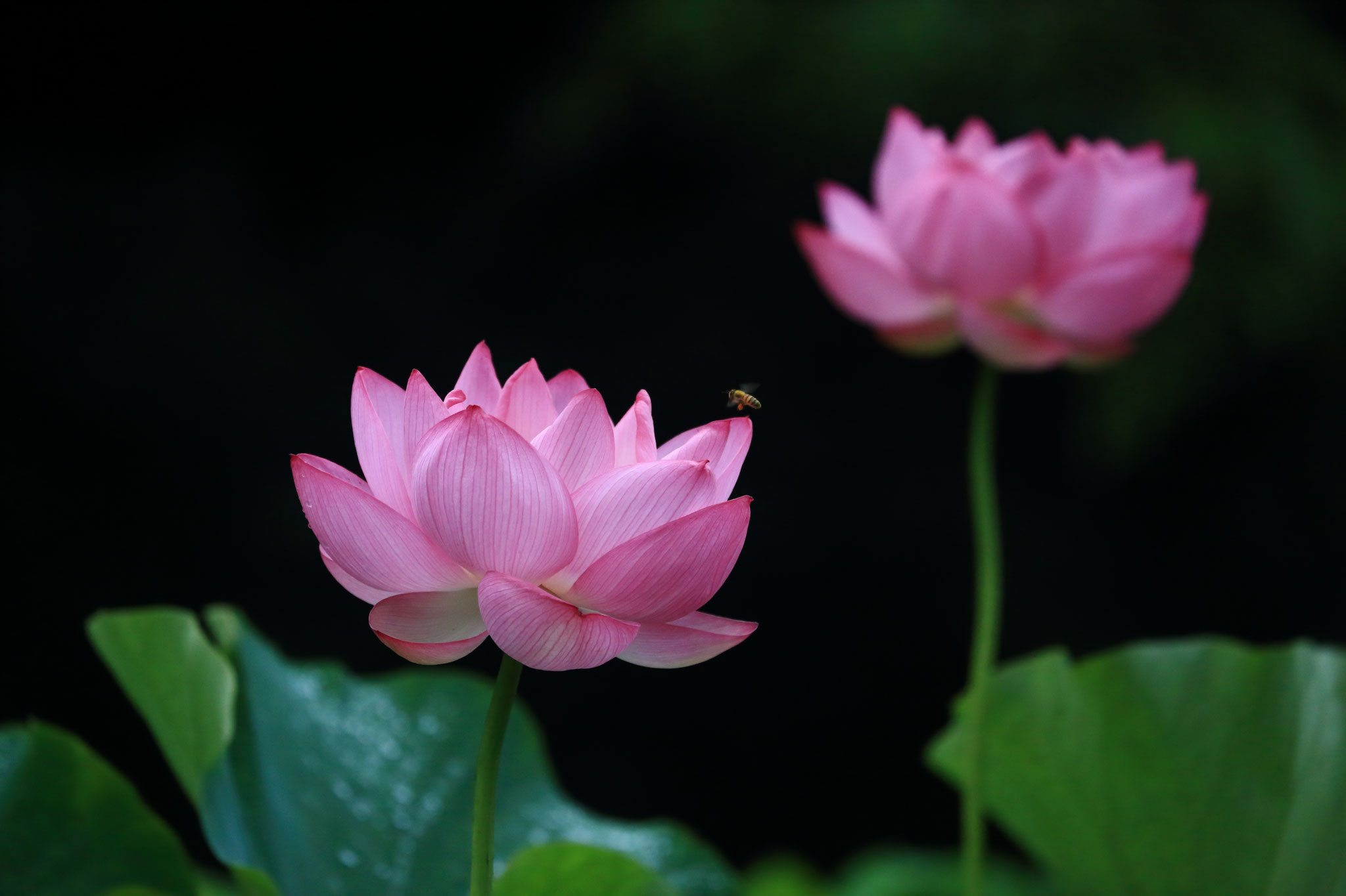 蜜を求めて（7/1 志布志市 ふいやしき公園)