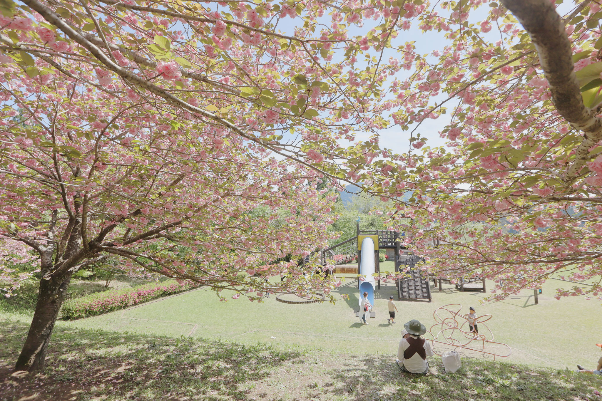 満開の八重桜(4月17日 三股町)