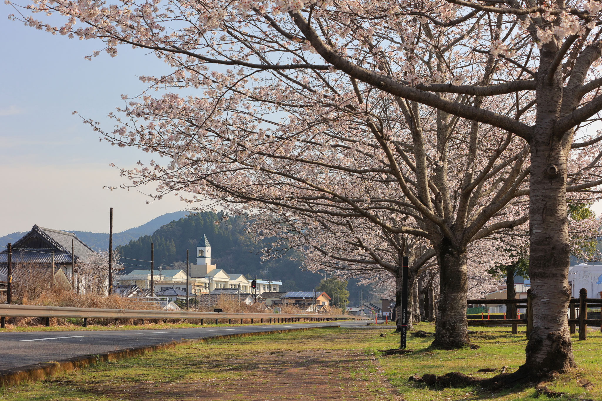 毎年撮る好きな構図の桜並木(3月29日 湧水町)