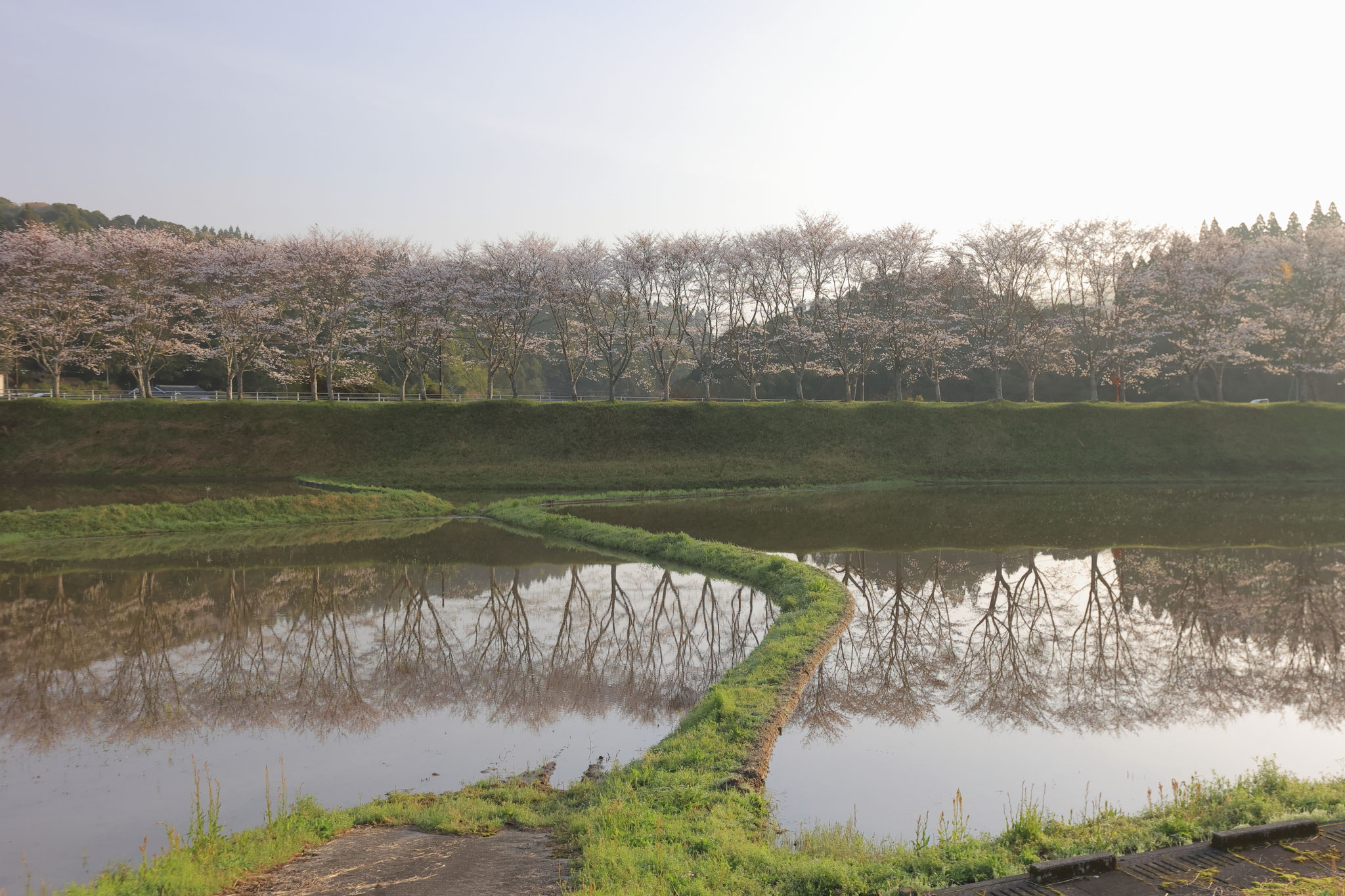 水田に映る桜並木②(3月30日 湧水町)