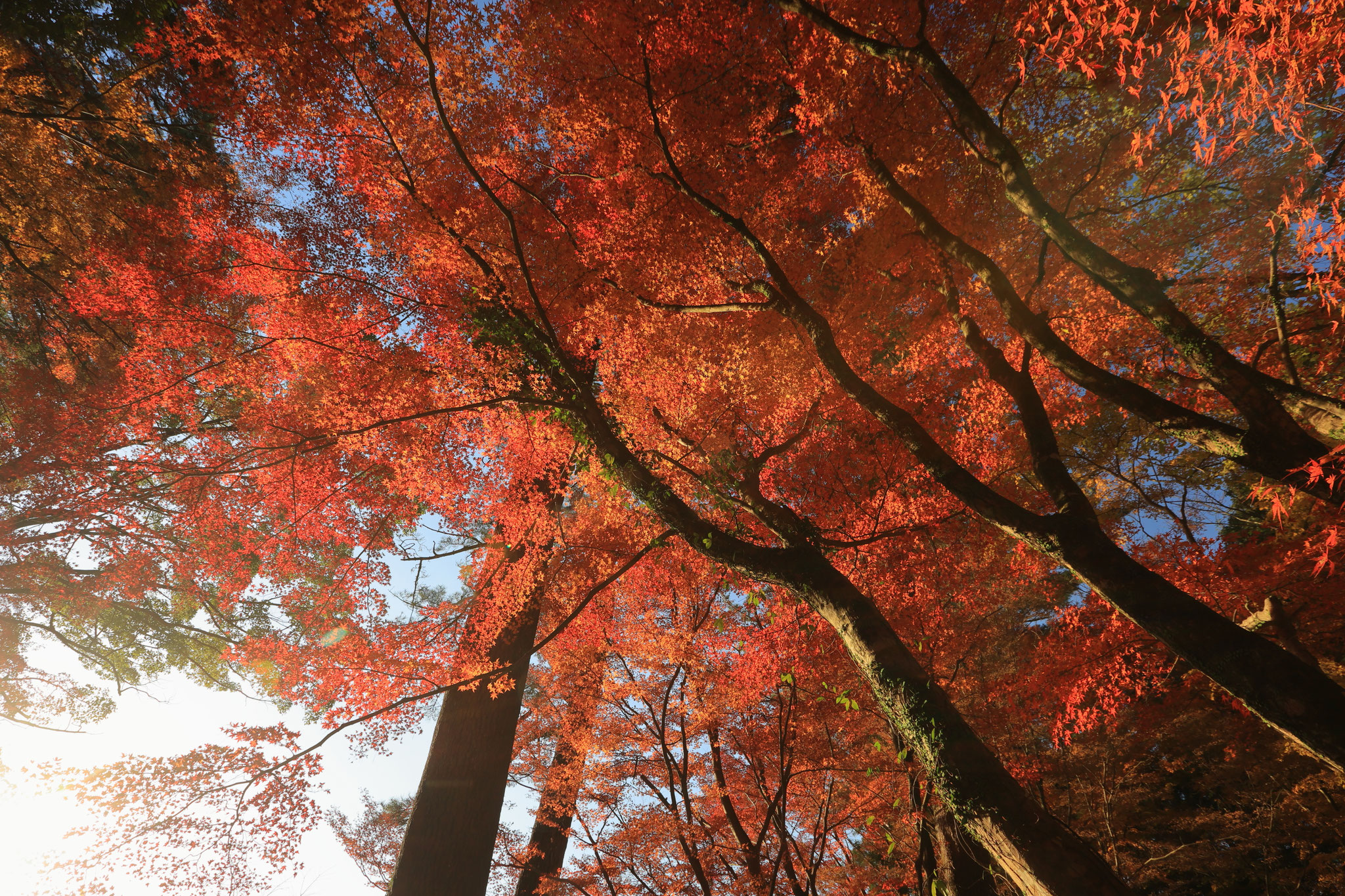 朝だからこそのサイド光がつくる画(12月14日 霧島市)