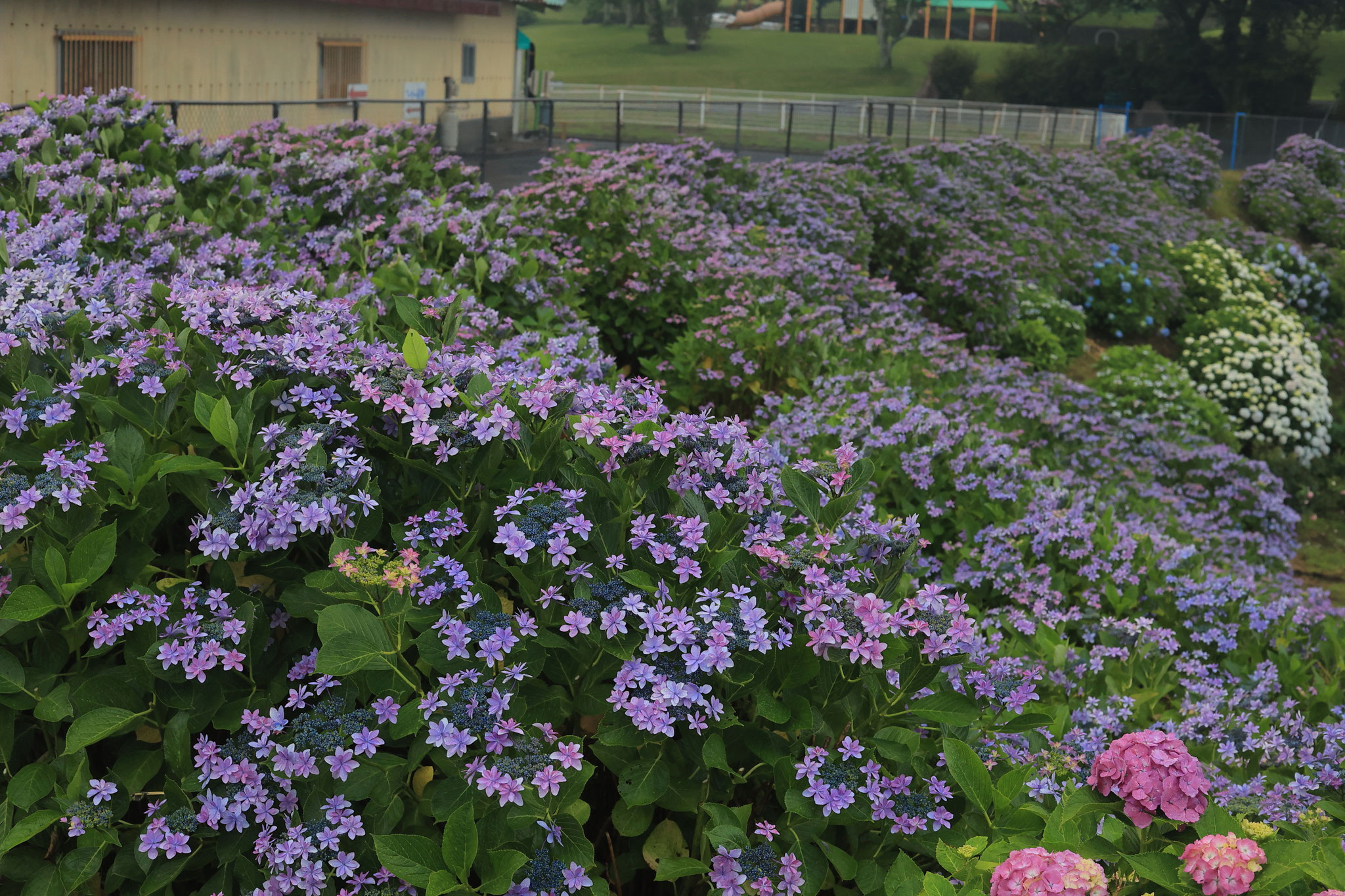 斜面いっぱいに咲く紫陽花(6月8日 鹿屋市)