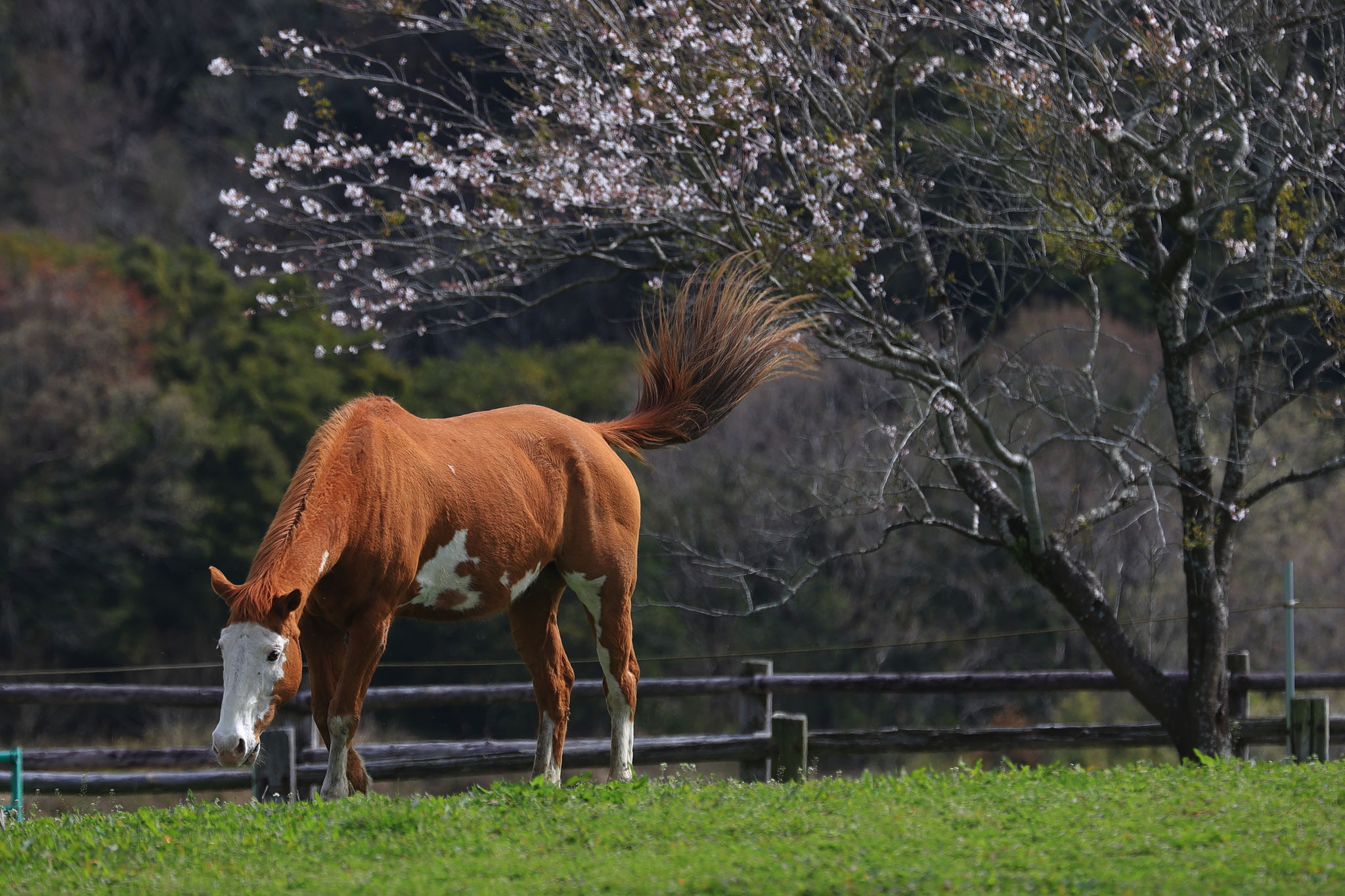 独特な模様の高千穂牧場の馬(3月30日 都城市)