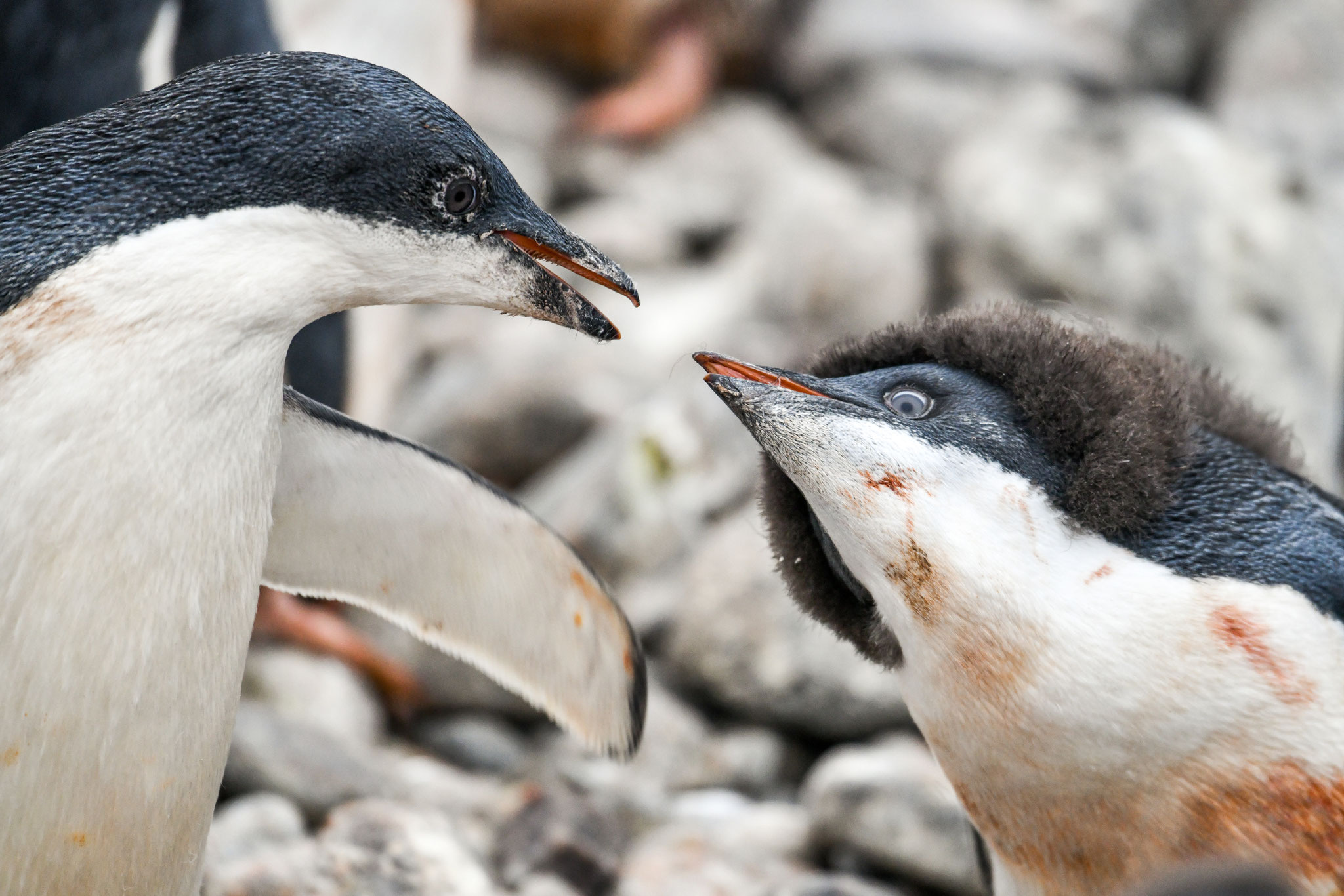 話をしているみたい　アデリーペンギン