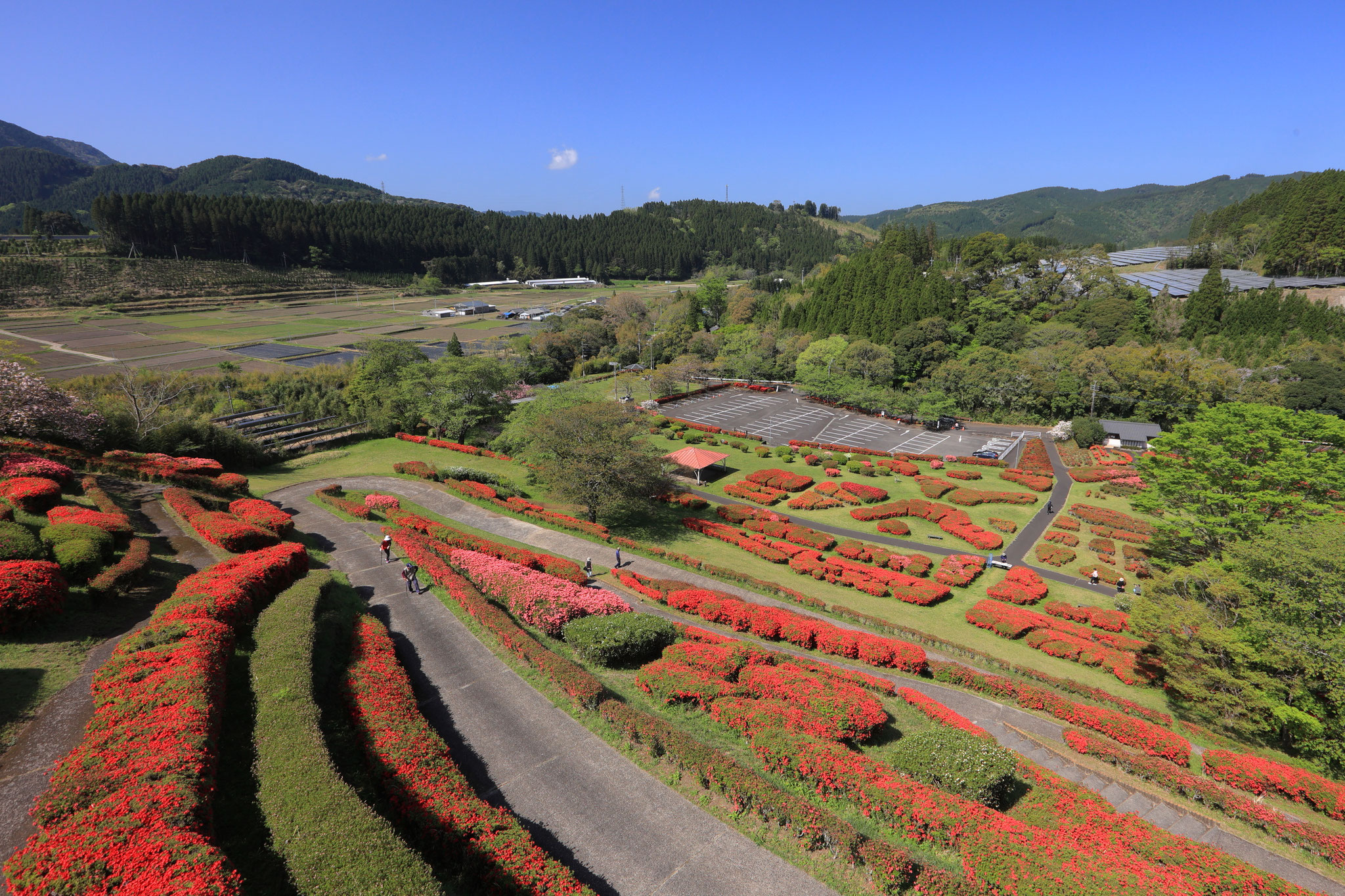 椎八重公園見頃のツツジ(4月19日 三股町)