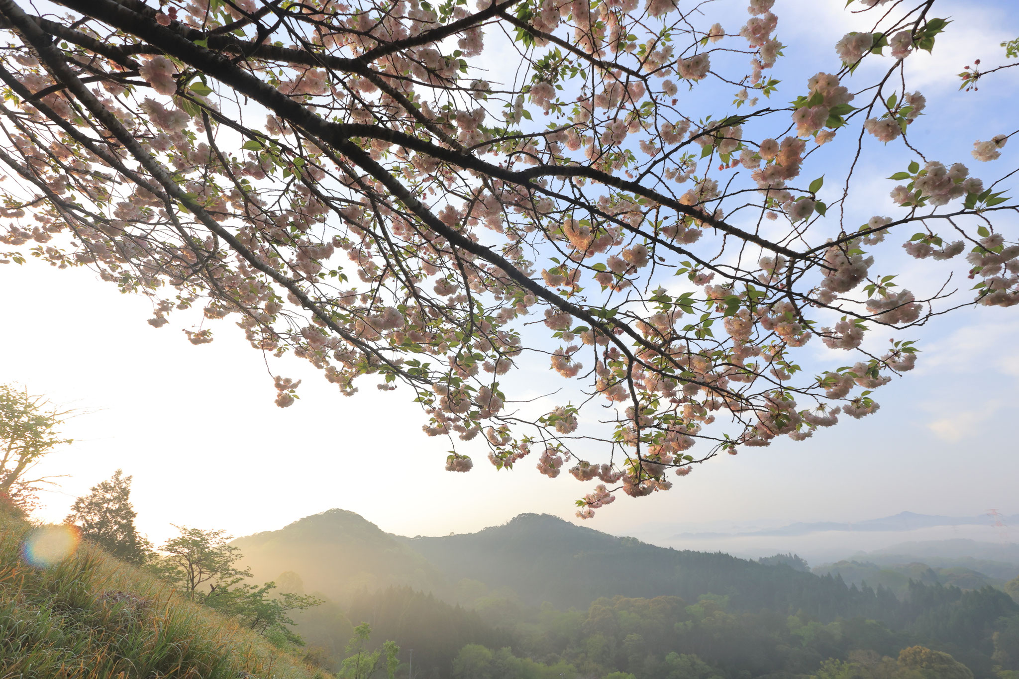 八重桜越しの朝景色(4月19日 小林市)